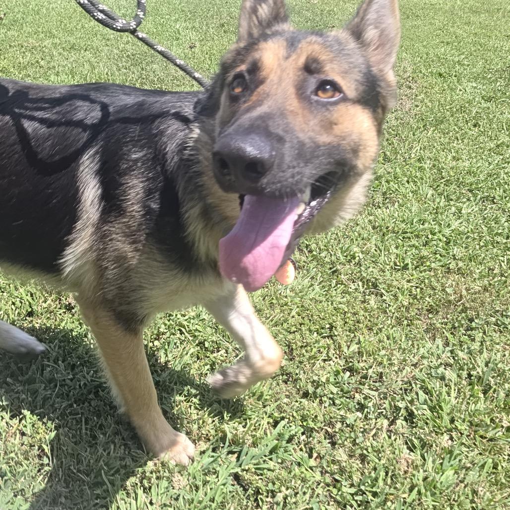 Pongo, a Adoptable German Shepherd Dog in Tulsa, OK image 2/5