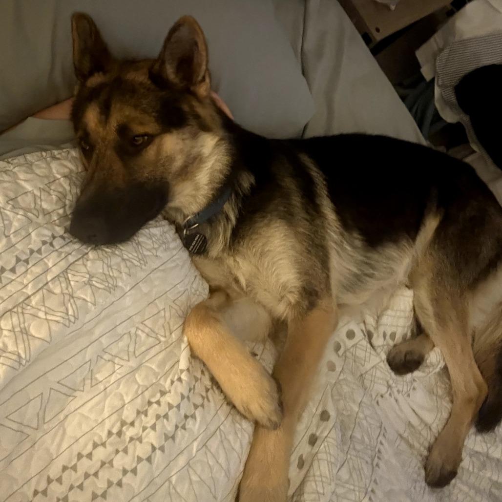 Pongo, a Adoptable German Shepherd Dog in Tulsa, OK image 3/5