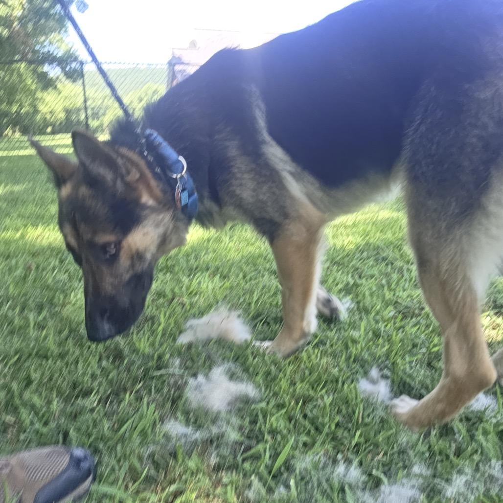 Pongo, a Adoptable German Shepherd Dog in Tulsa, OK image 4/5