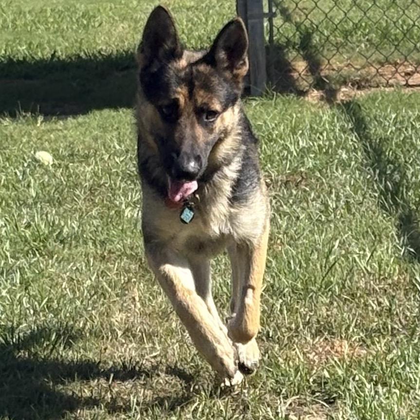 Pongo, a Adoptable German Shepherd Dog in Tulsa, OK image 5/5