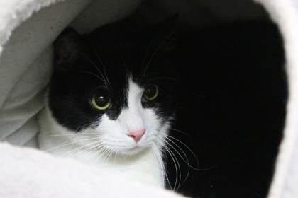 Ribs, Adoptable, Adult Male Domestic Short Hair & Domestic Short Hair.