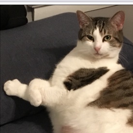 Enlarge Robin, a Adoptable Domestic Short Hair in Baltimore, MD image 3/3