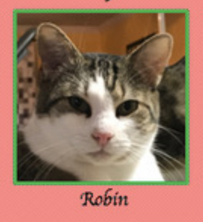 Enlarge Robin, a Adoptable Domestic Short Hair in Baltimore, MD image 2/3