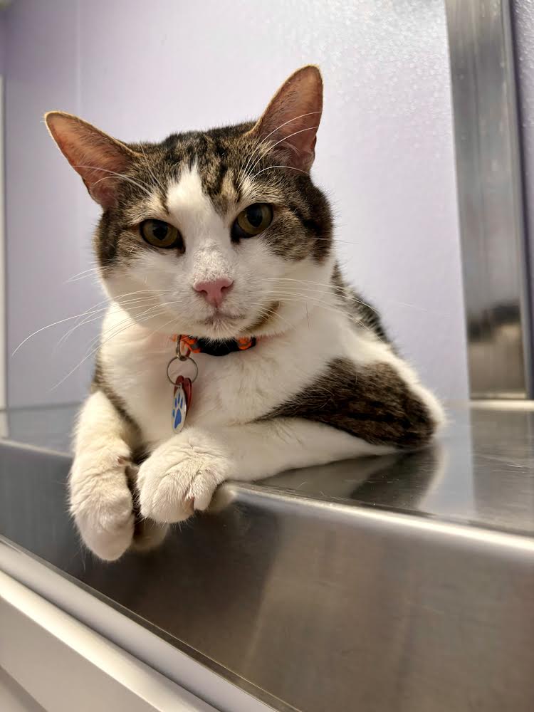 Enlarge Robin, a Adoptable Domestic Short Hair in Baltimore, MD image 1/3