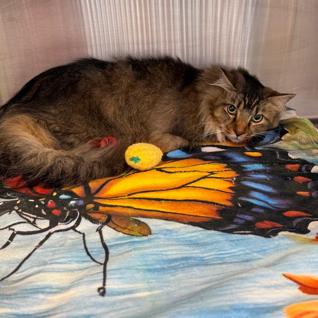 Buzz Lightyear, Adoptable, Young Male Domestic Long Hair & Domestic Long Hair.