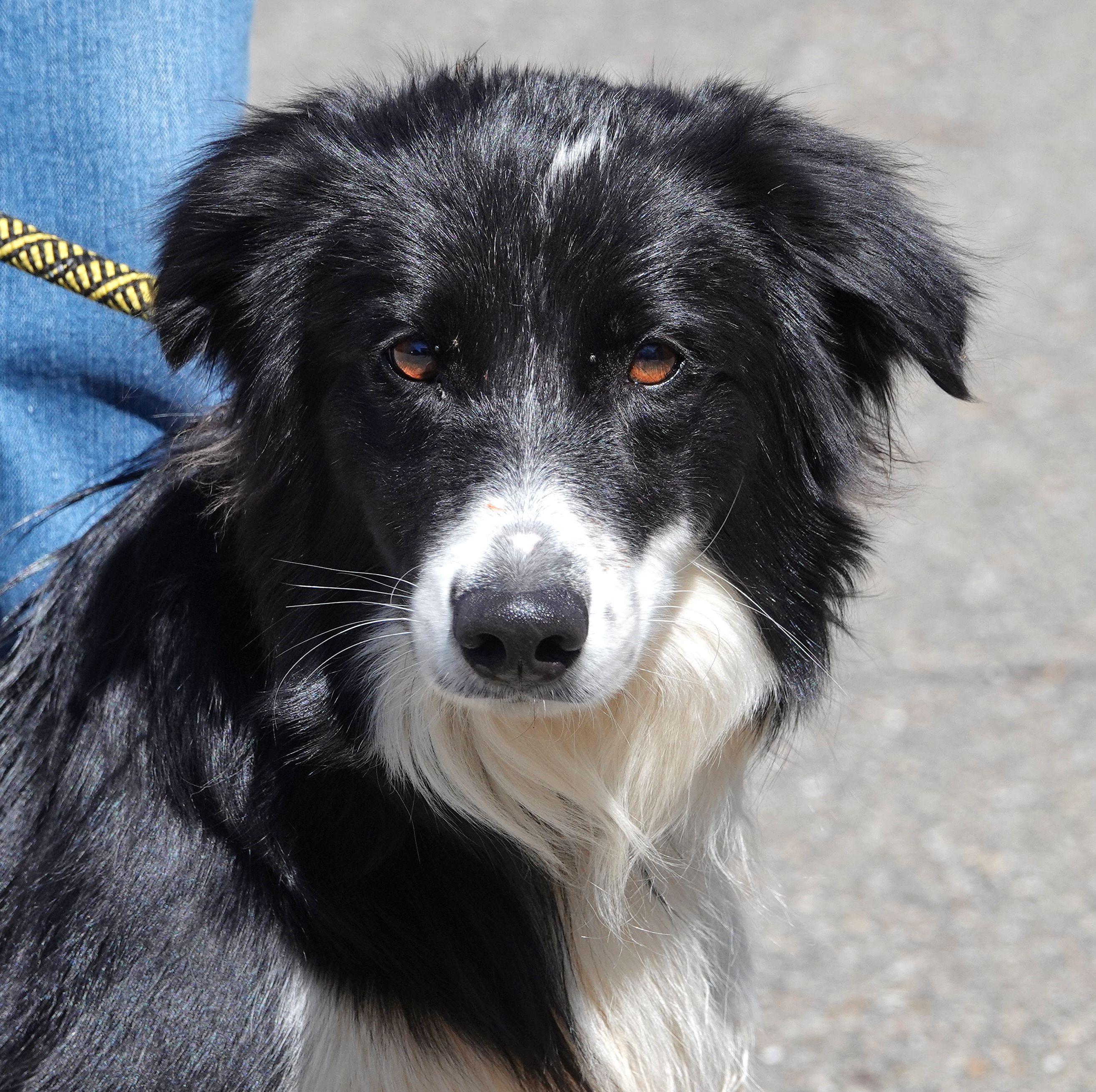Enlarge Ace - ADOPTED , an adopted Border Collie in Millfield, OH image 5/5
