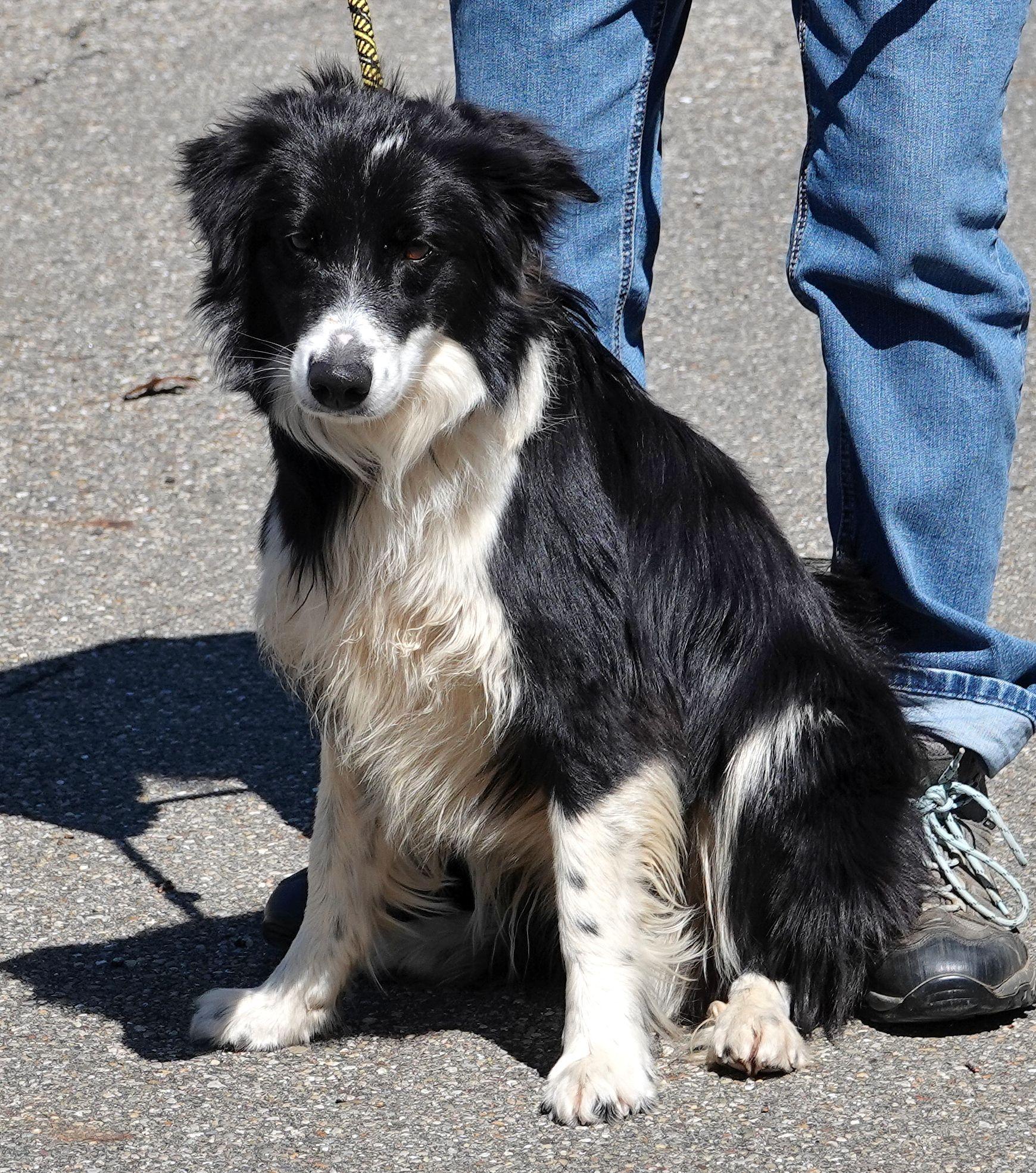 Enlarge Ace - ADOPTED , an adopted Border Collie in Millfield, OH image 4/5