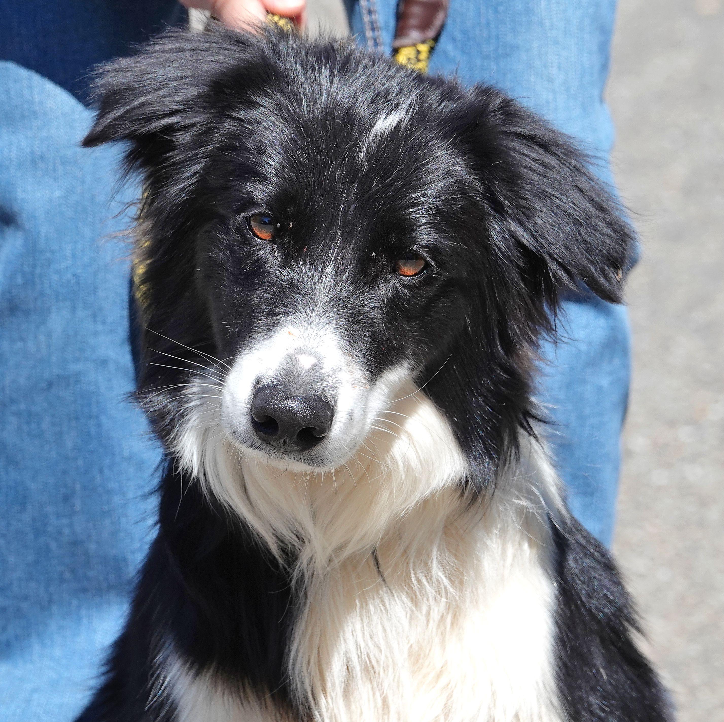 Enlarge Ace - ADOPTED , an adopted Border Collie in Millfield, OH image 1/5