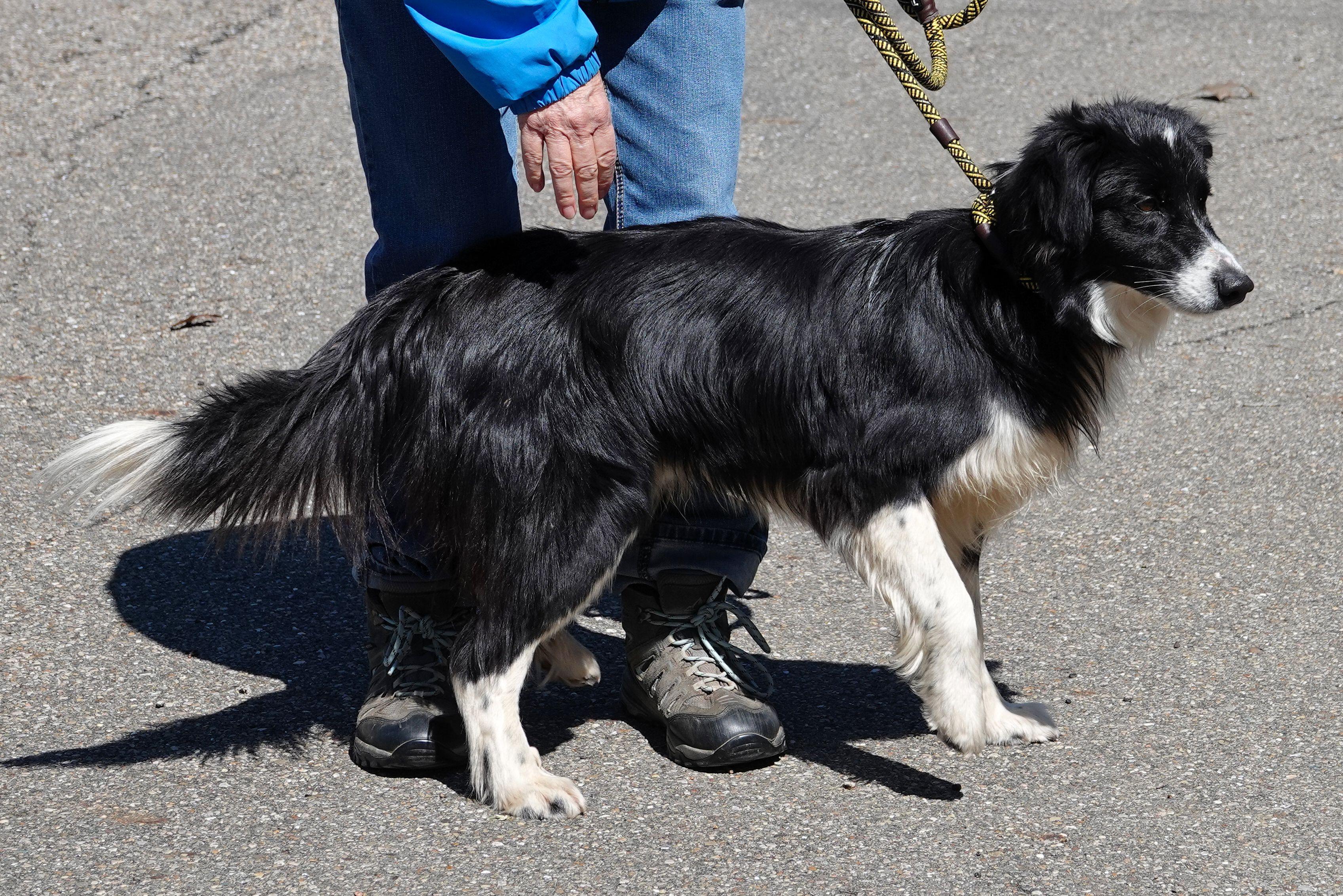 Enlarge Ace - ADOPTED , an adopted Border Collie in Millfield, OH image 3/5