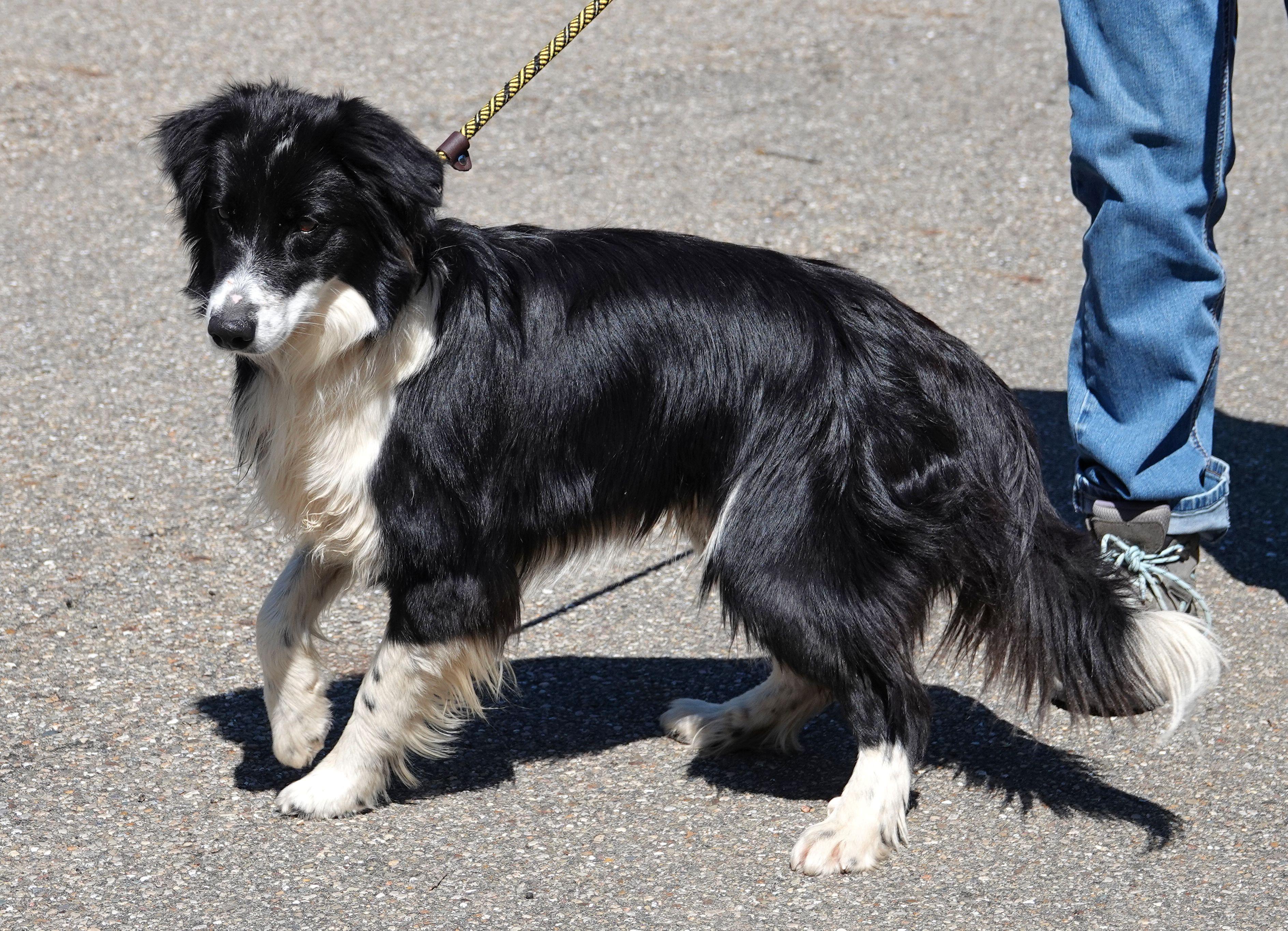 Enlarge Ace - ADOPTED , an adopted Border Collie in Millfield, OH image 2/5