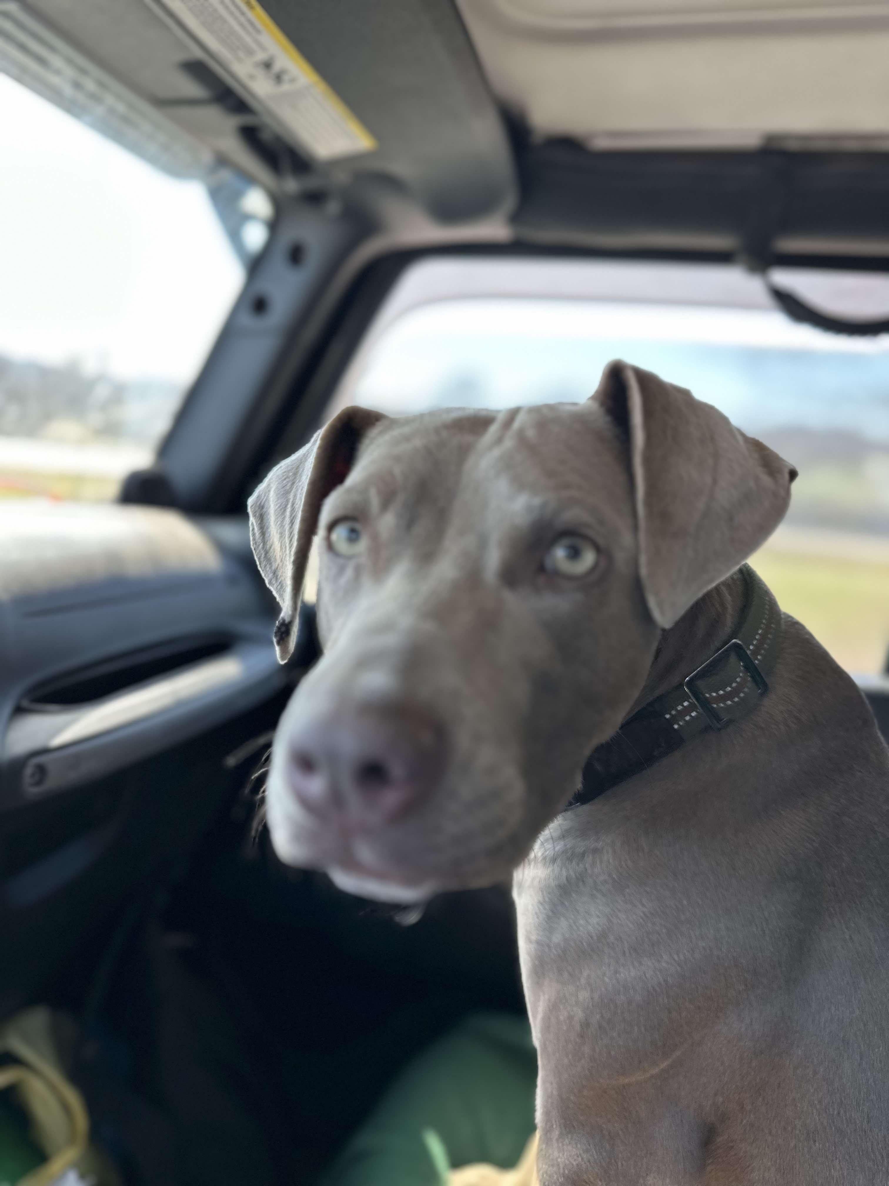 Ginger, an adoptable Weimaraner, Pit Bull Terrier in Salamanca, NY, 14779 | Photo Image 3