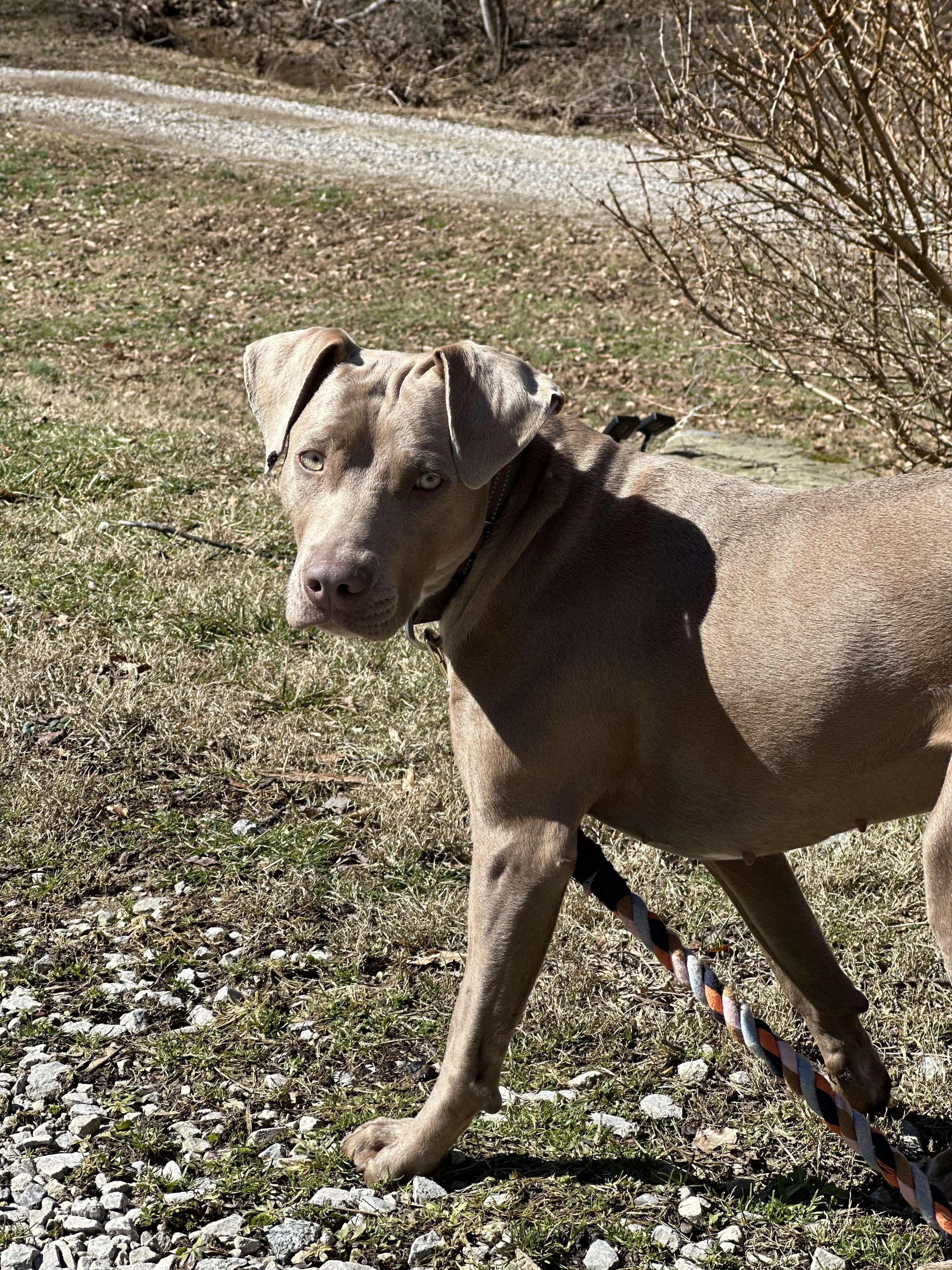 Ginger, an adoptable Weimaraner, Pit Bull Terrier in Salamanca, NY, 14779 | Photo Image 6