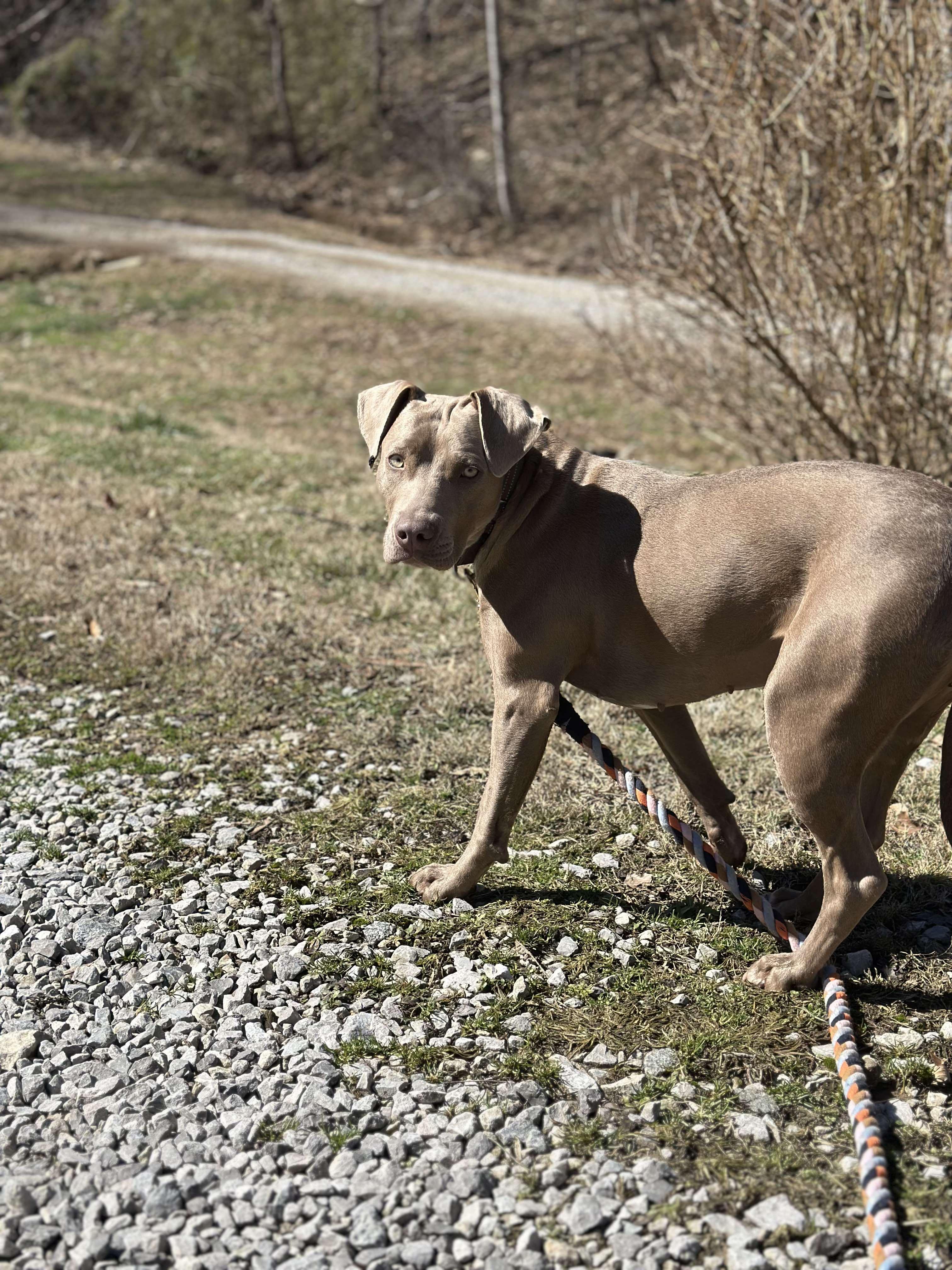 Ginger, an adoptable Weimaraner, Pit Bull Terrier in Salamanca, NY, 14779 | Photo Image 4