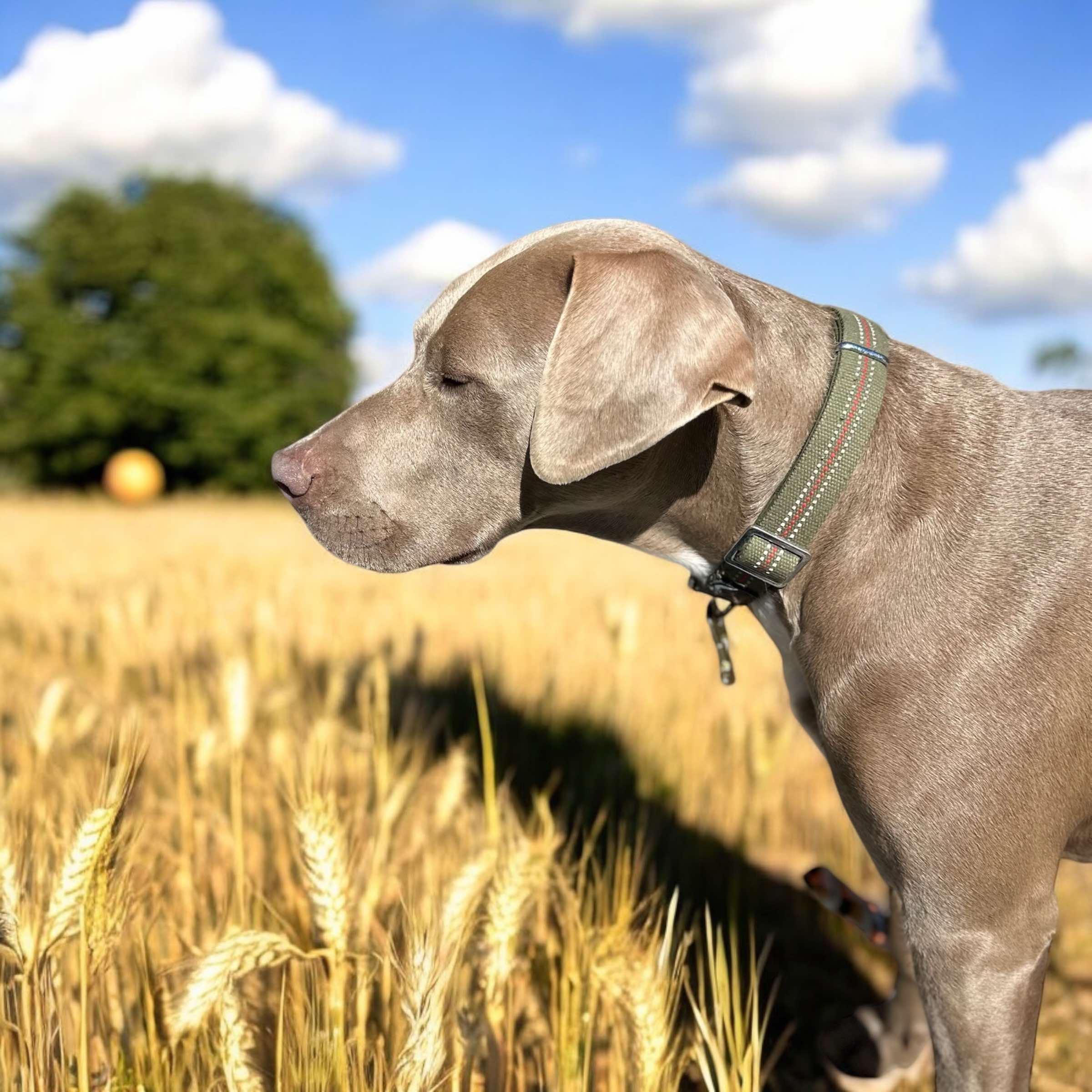 Ginger, an adoptable Weimaraner, Pit Bull Terrier in Salamanca, NY, 14779 | Photo Image 2