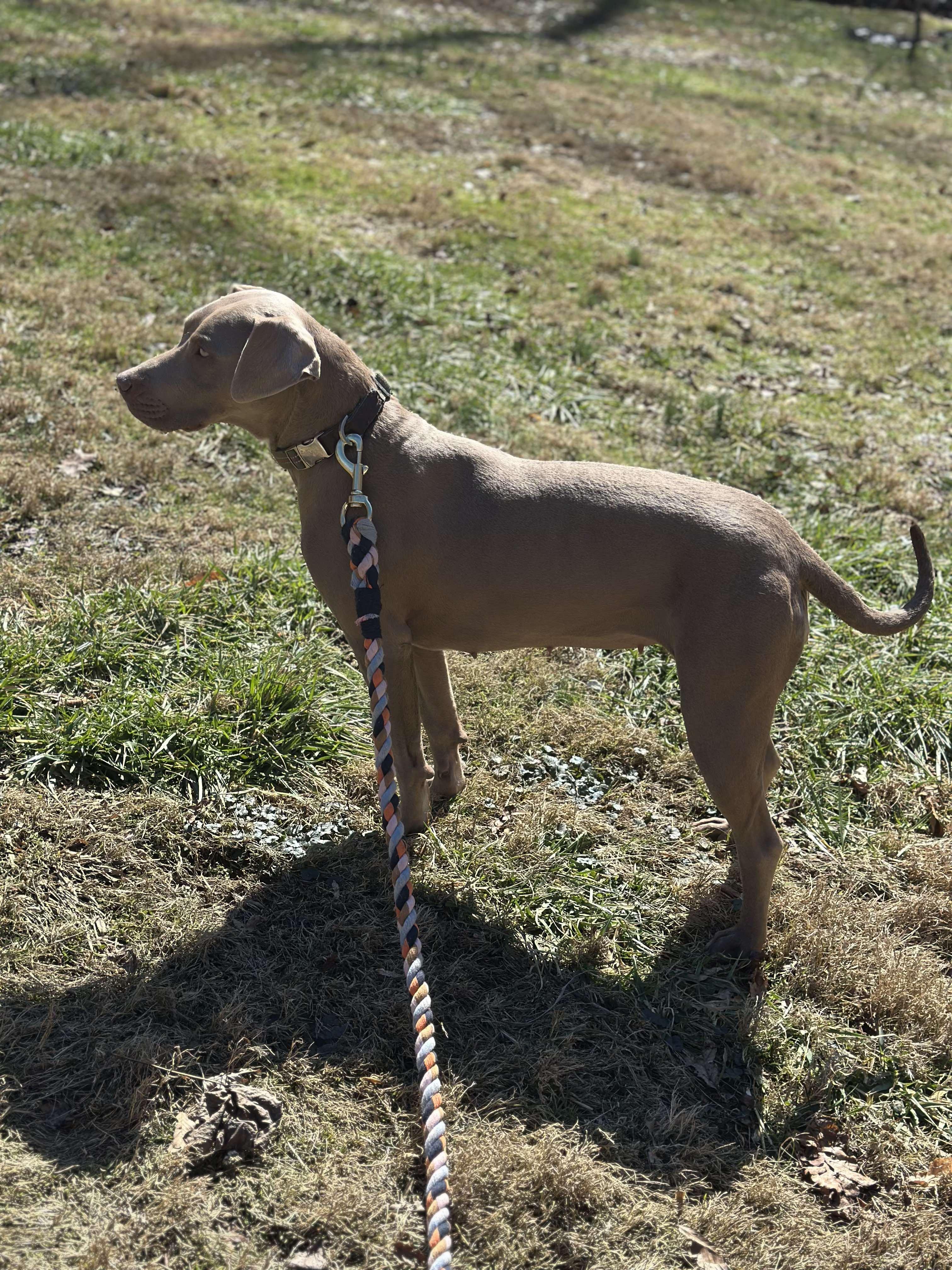 Ginger, an adoptable Weimaraner, Pit Bull Terrier in Salamanca, NY, 14779 | Photo Image 5