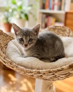 Enlarge NOVA, a Adoptable Domestic Short Hair in Miami, FL image 1/1