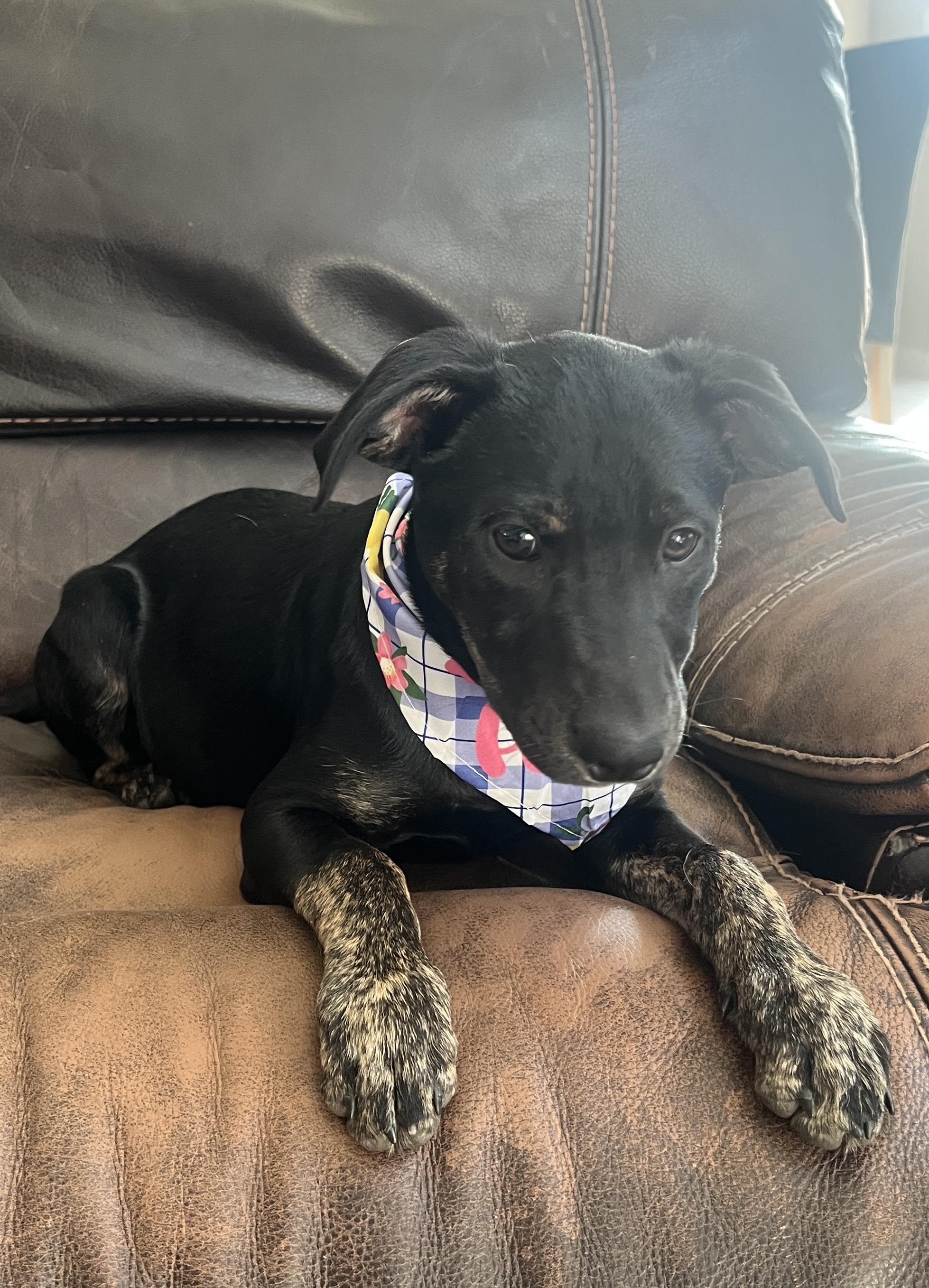 Poison, an adoptable Miniature Pinscher in Spokane, WA, 99207 | Photo Image 1