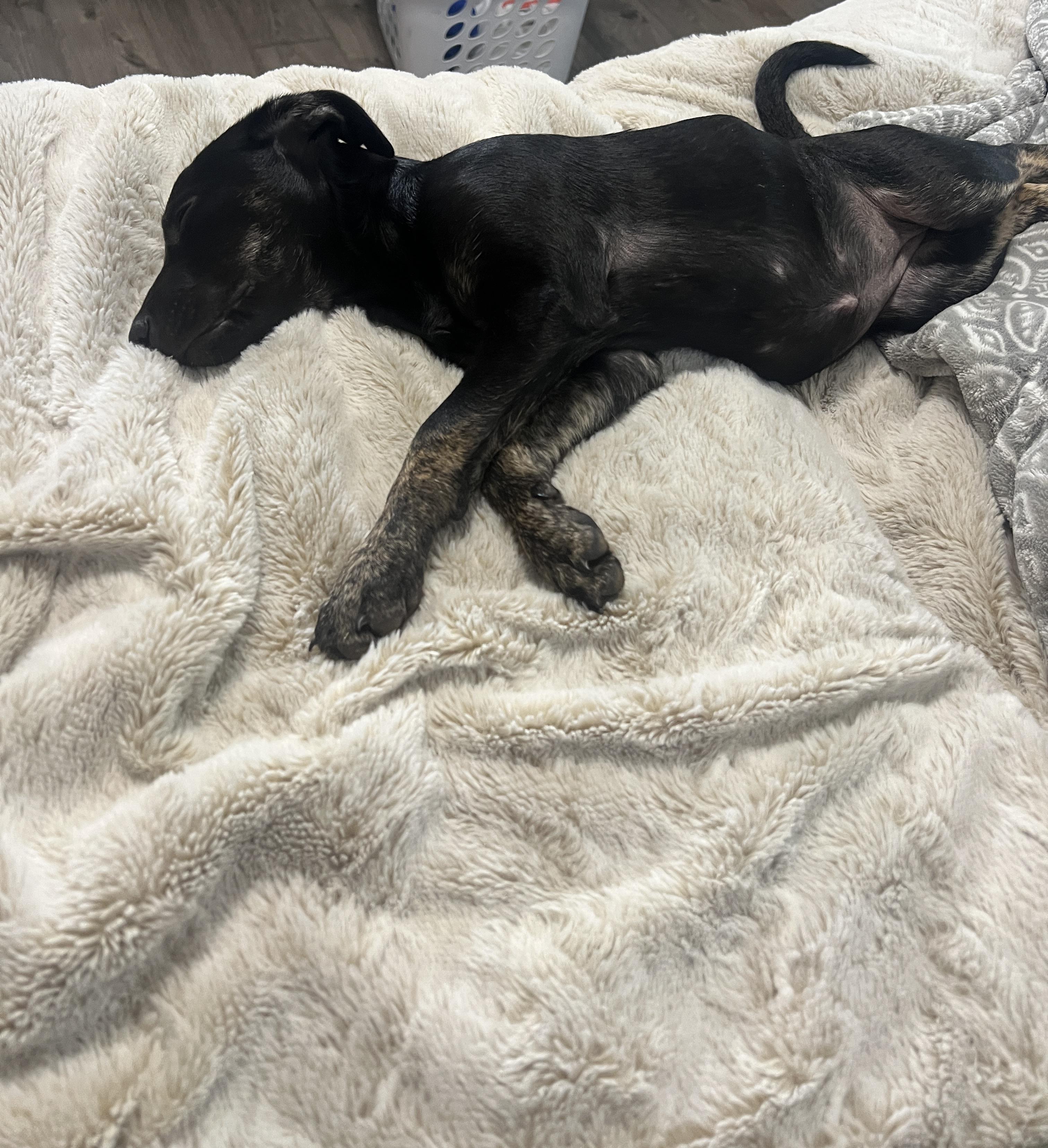 Poison, an adoptable Miniature Pinscher in Spokane, WA, 99207 | Photo Image 2