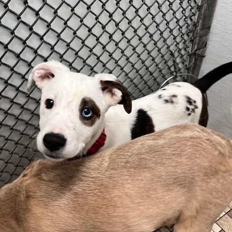 Enlarge Jyn Erso, an adopted mixed breed in Honesdale, PA image 1/2