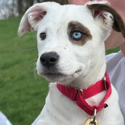 Enlarge Jyn Erso, an adopted mixed breed in Honesdale, PA image 2/2