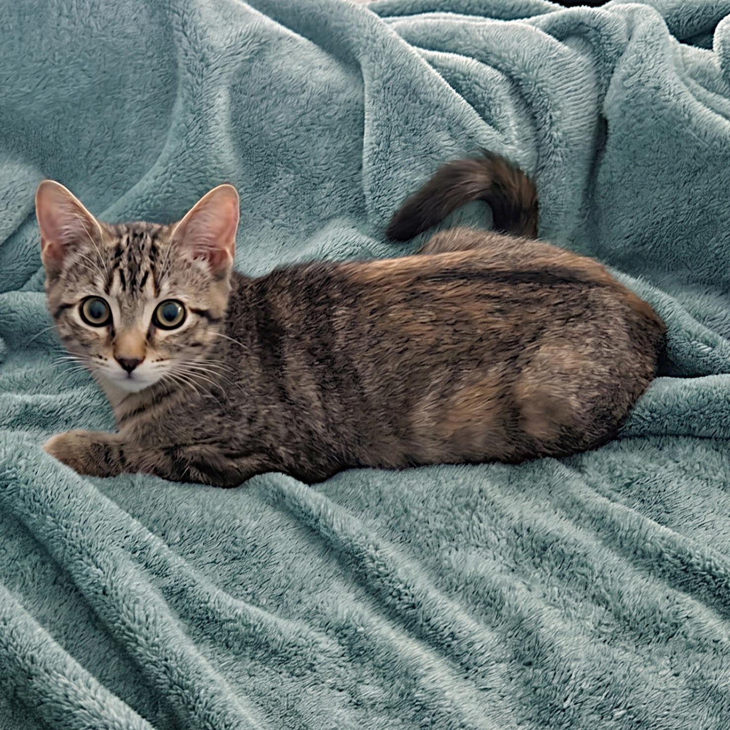 Caliente, a Adoptable Domestic Short Hair in Allen, TX image 3/5