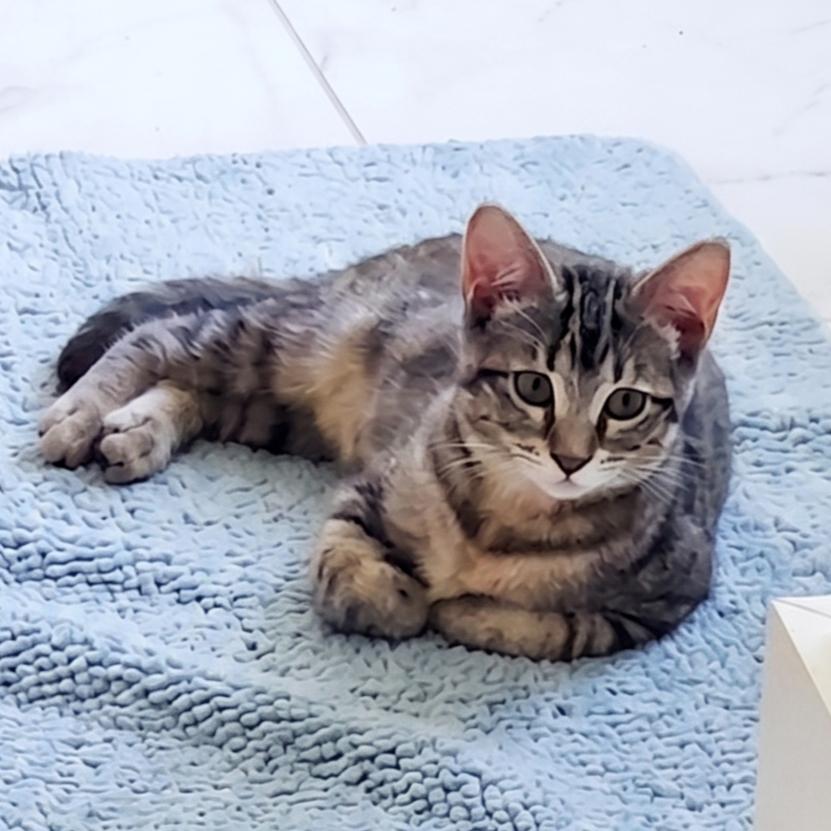 Caliente, a Adoptable Domestic Short Hair in Allen, TX image 2/5