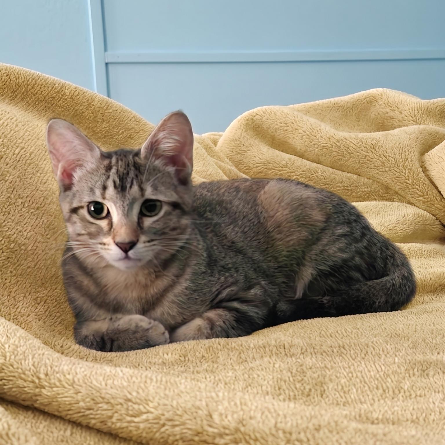 Caliente, a Adoptable Domestic Short Hair in Allen, TX image 4/5