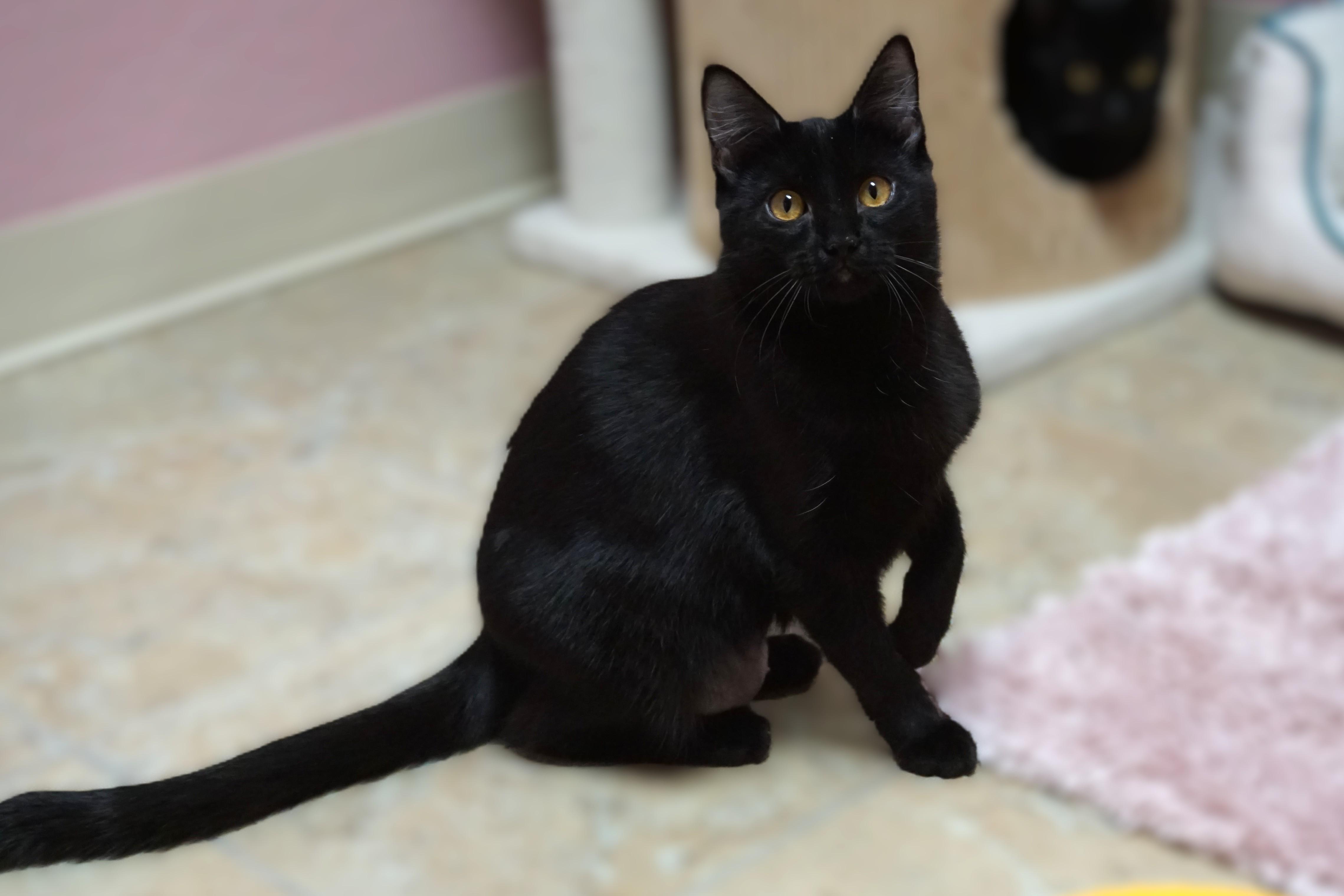 Purrsephone, an adoptable Domestic Short Hair in Fountain Hills, AZ image 2/5