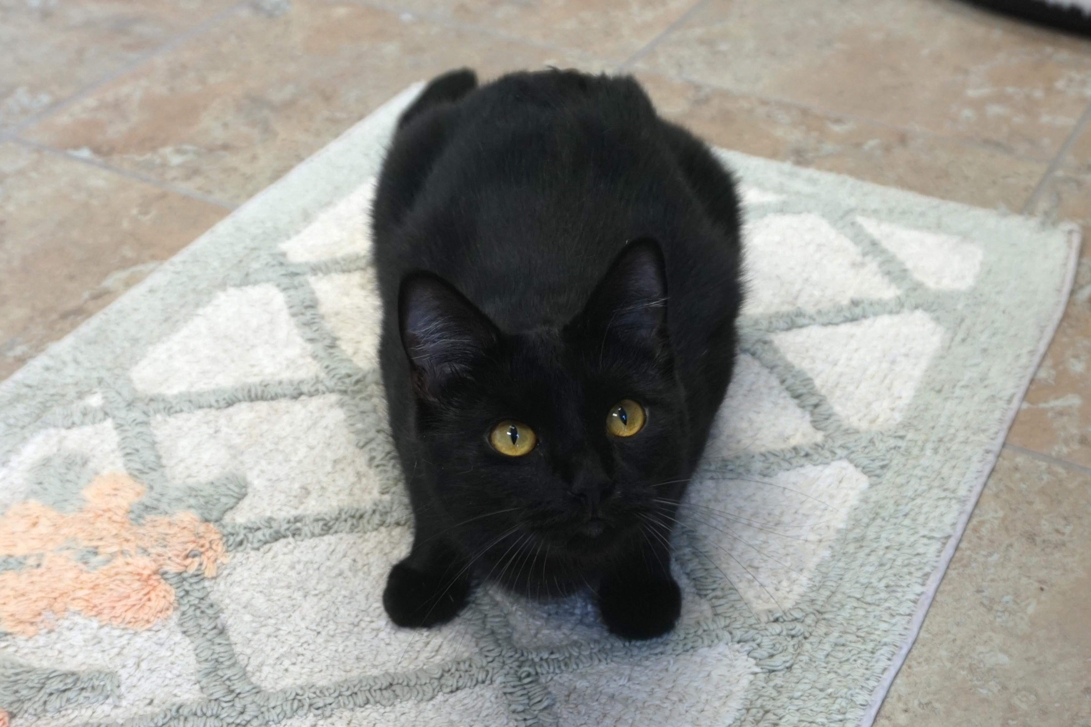 Enlarge Purrsephone, a Adoptable Domestic Short Hair in Fountain Hills, AZ image 3/6