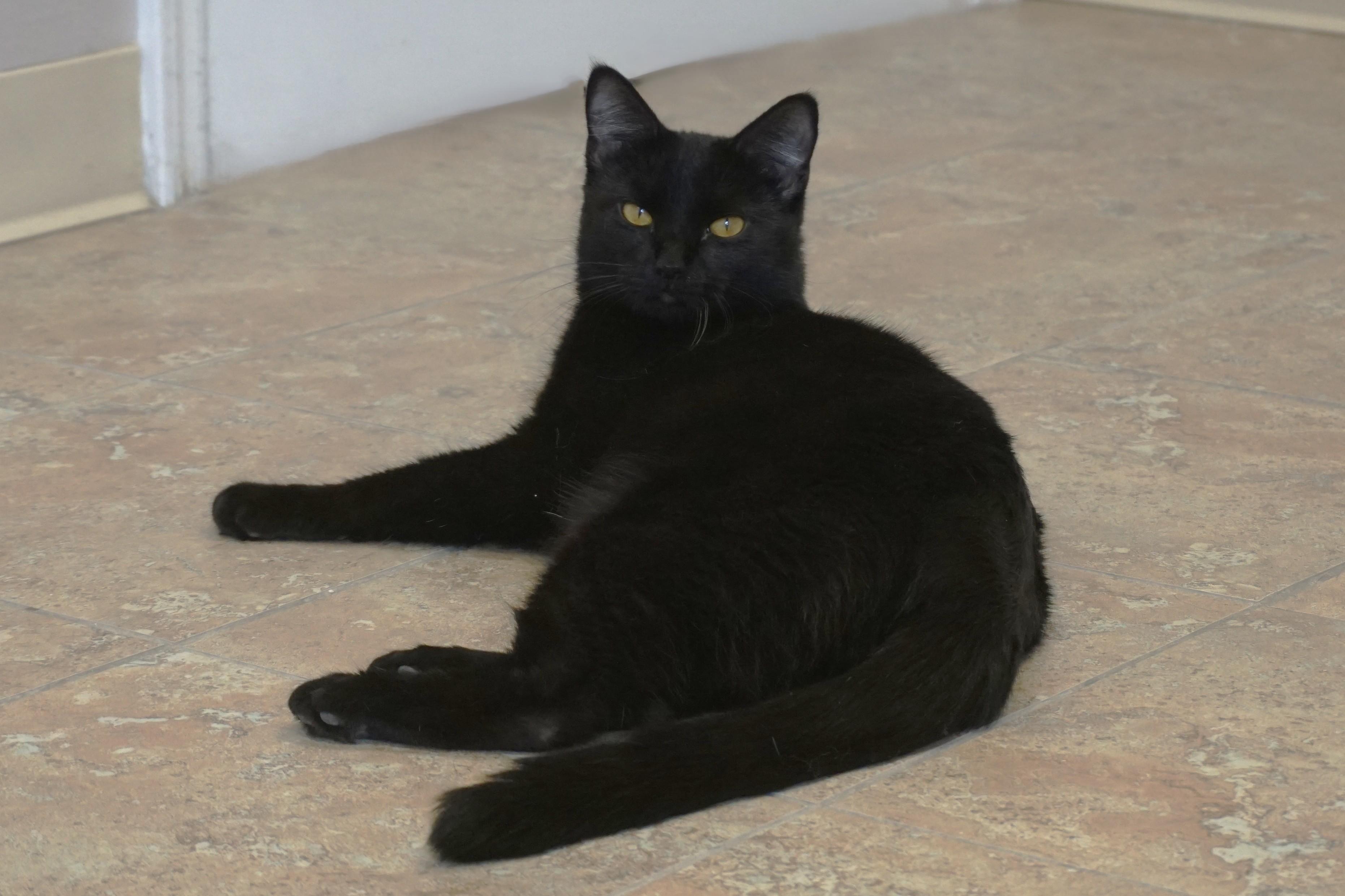 Enlarge Purrsephone, a Adoptable Domestic Short Hair in Fountain Hills, AZ image 2/6