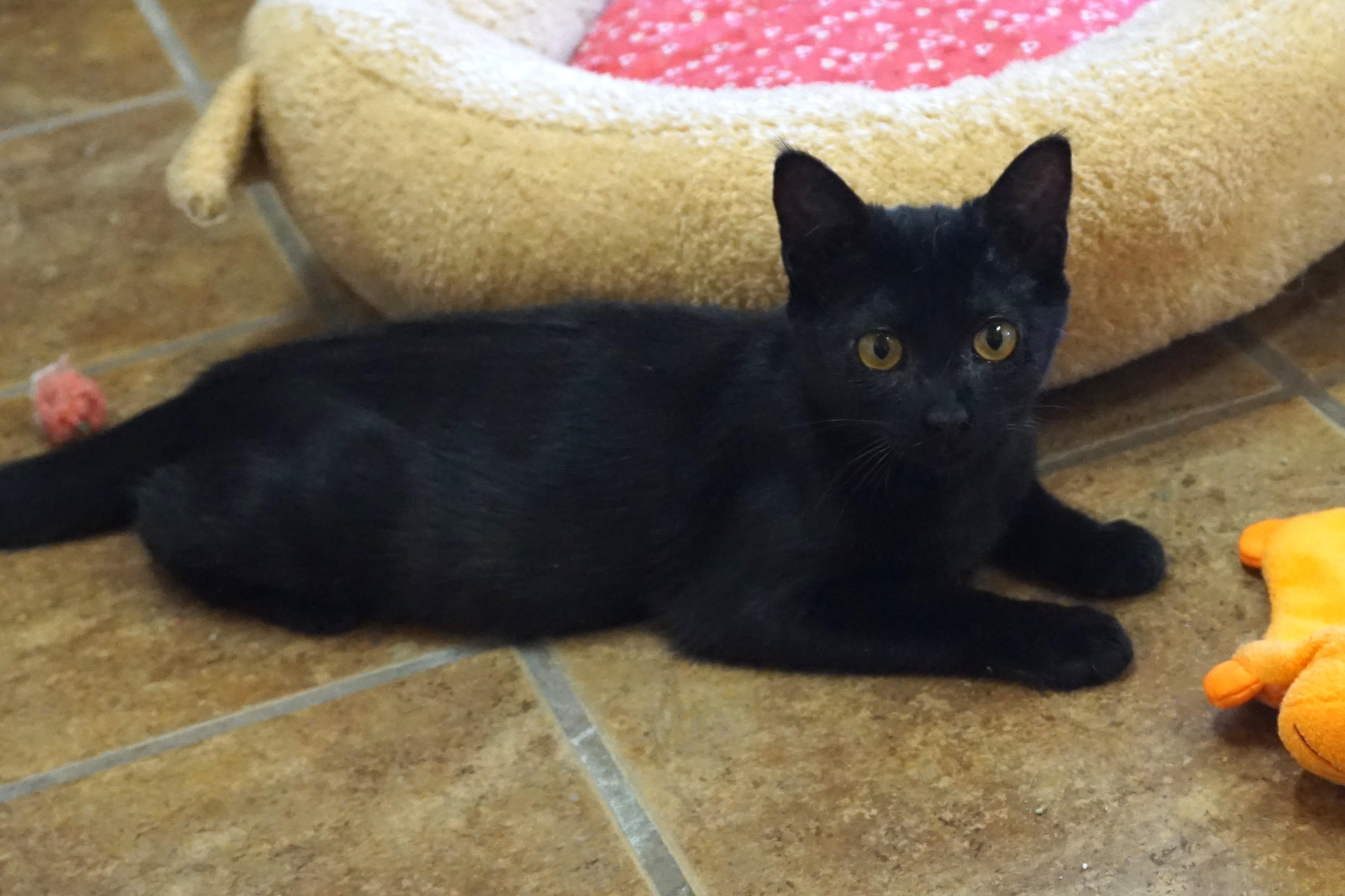 Purrsephone, an adoptable Domestic Short Hair in Fountain Hills, AZ image 4/5