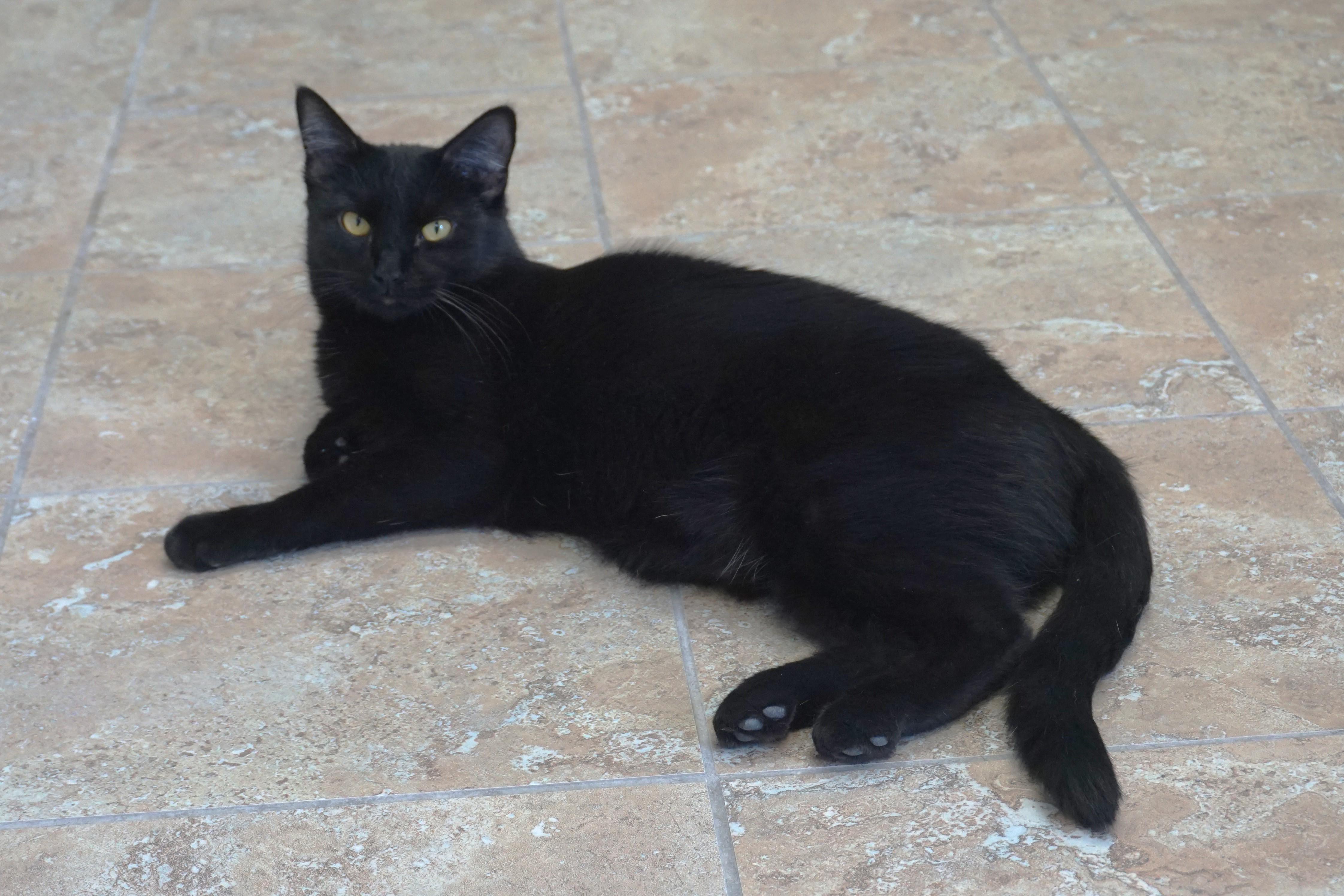 Enlarge Purrsephone, a Adoptable Domestic Short Hair in Fountain Hills, AZ image 1/6
