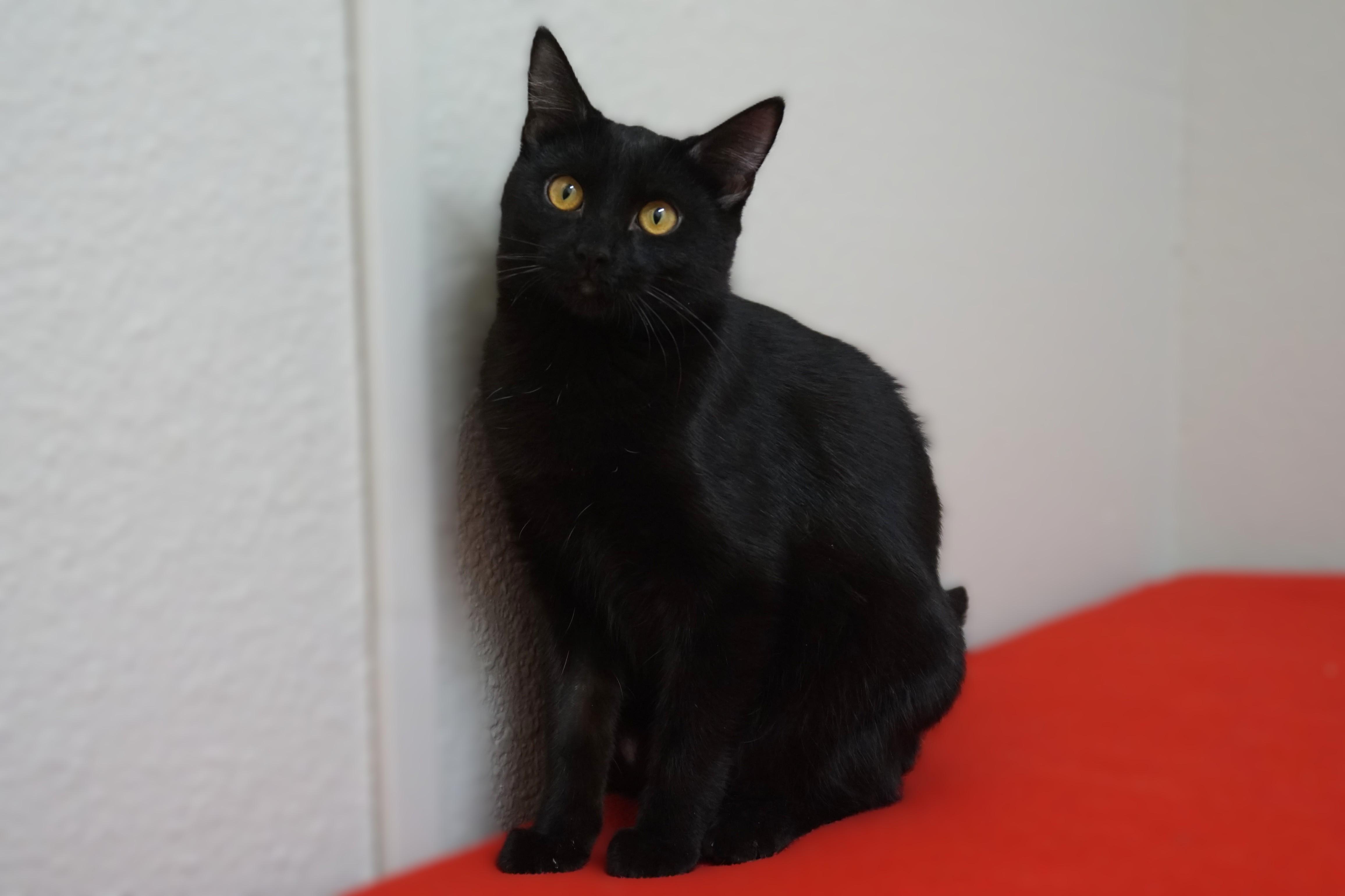Purrsephone, an adoptable Domestic Short Hair in Fountain Hills, AZ image 3/5