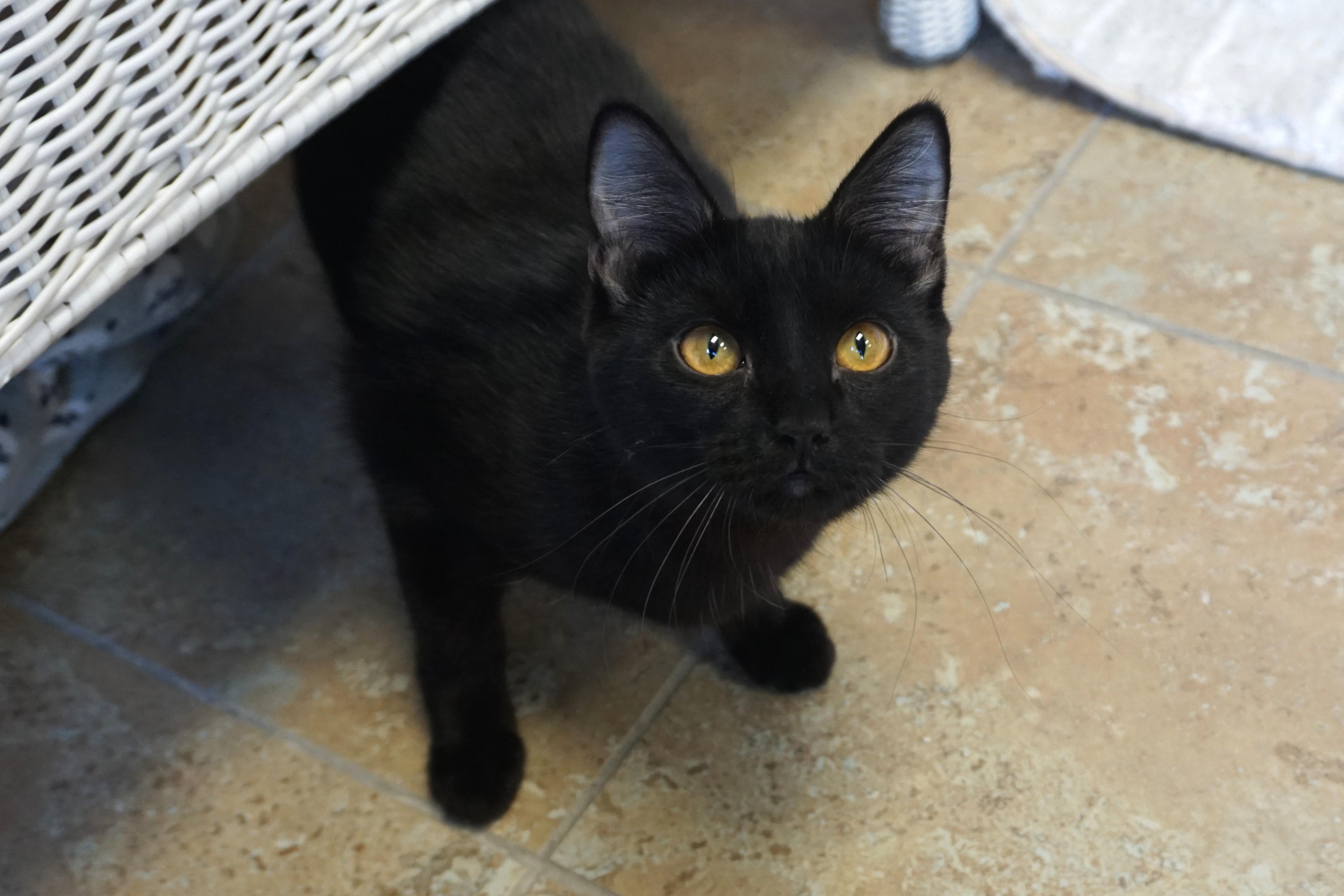 Purrsephone, adoptable, Young Female Domestic Short Hair.