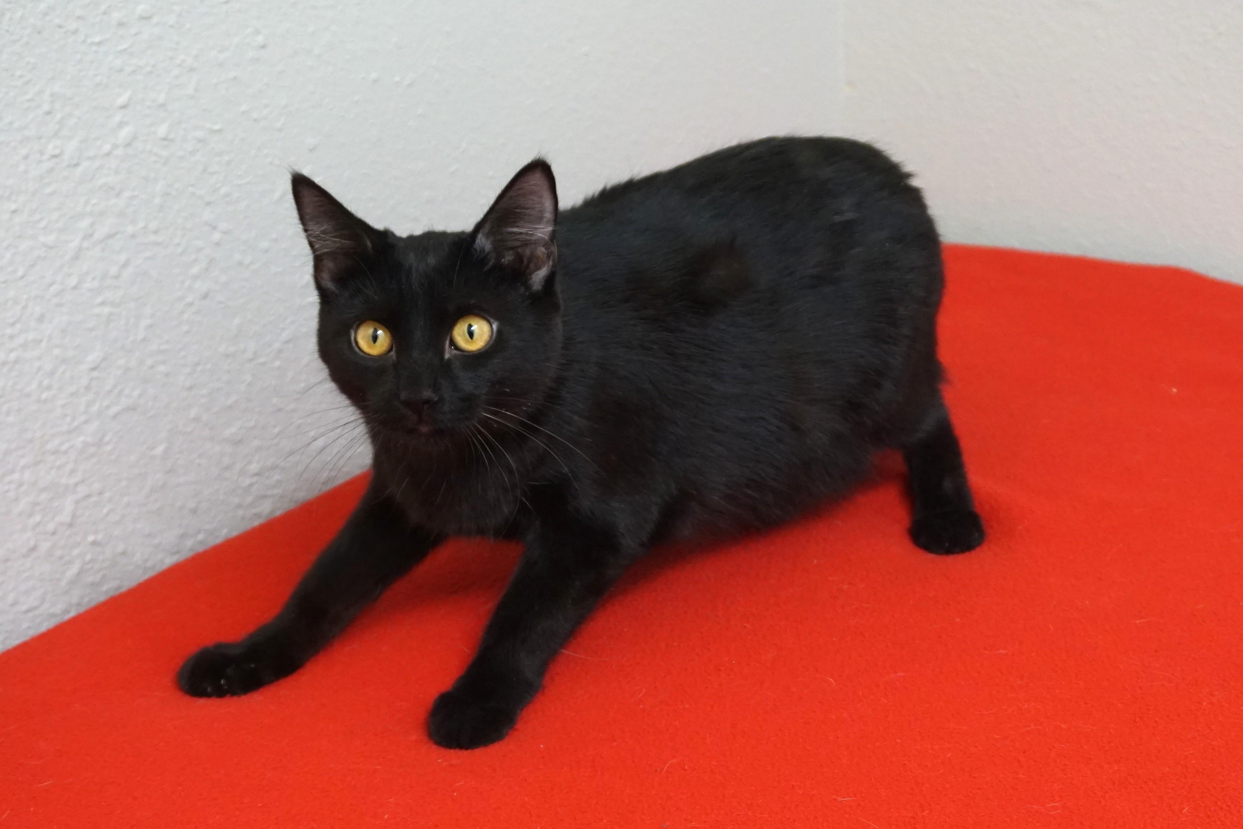 Purrsephone, an adoptable Domestic Short Hair in Fountain Hills, AZ image 5/5