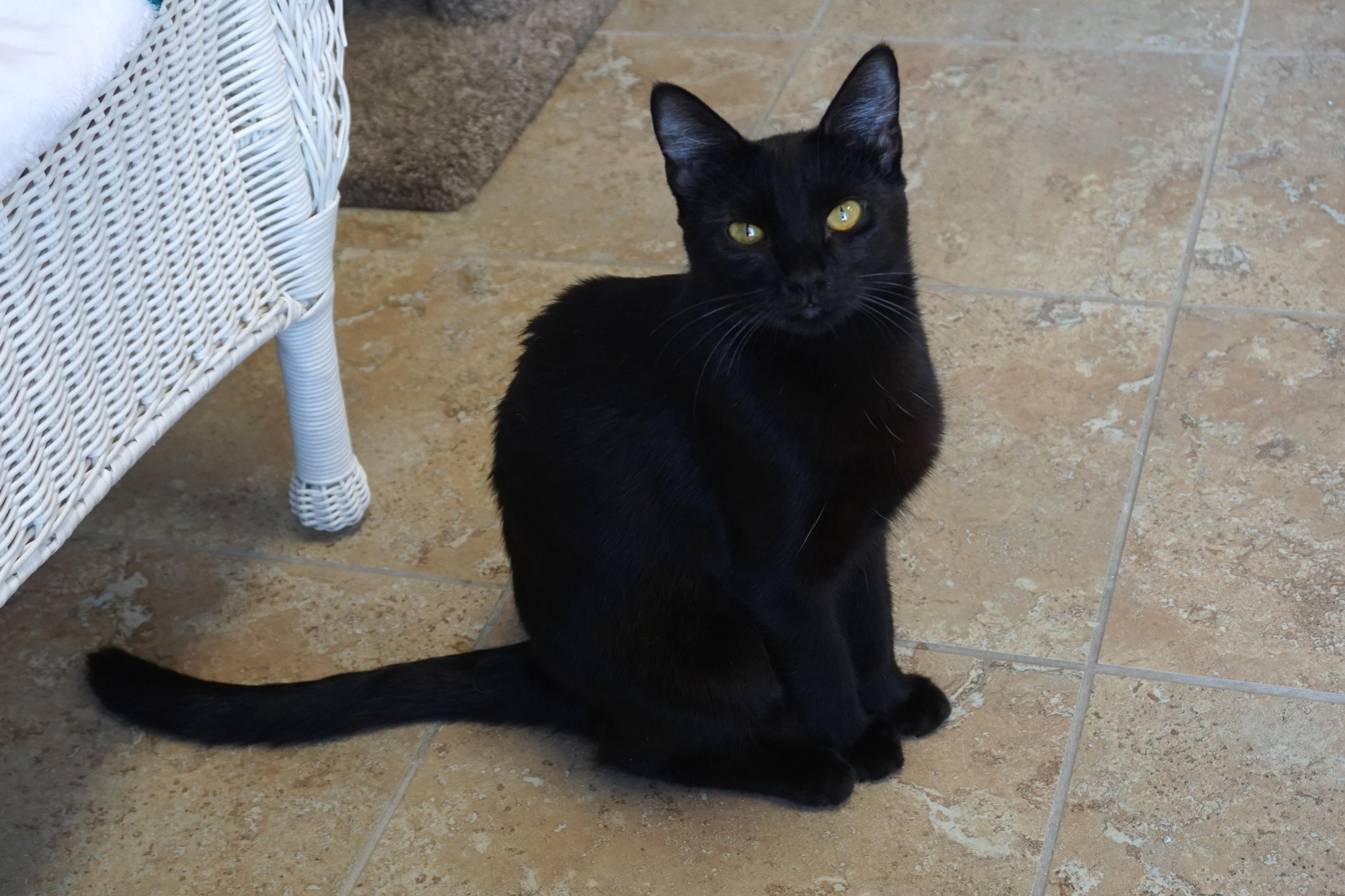 Purrsephone, adoptable, Young Female Domestic Short Hair.