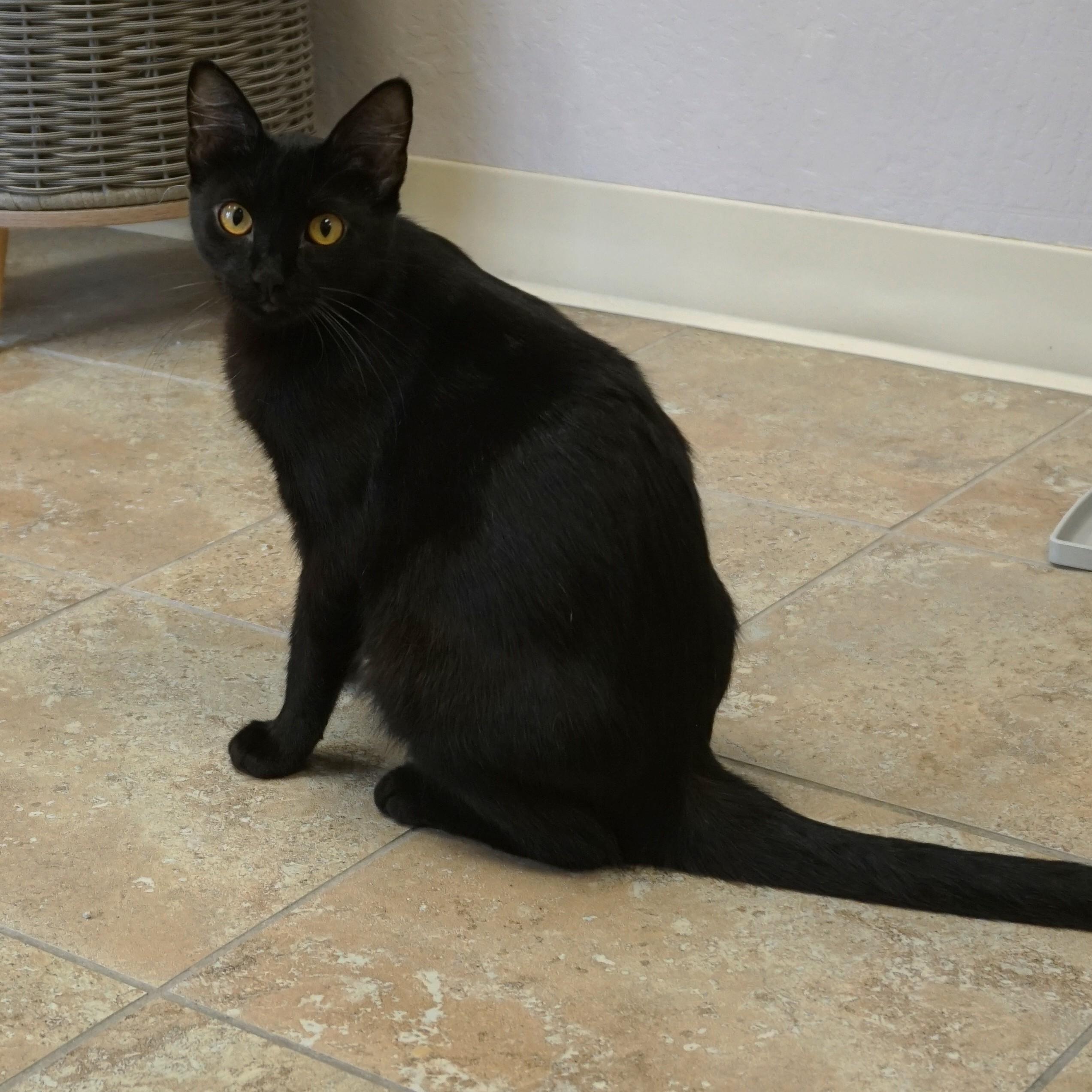 Purrsephone, an adoptable Domestic Short Hair in Fountain Hills, AZ image 1/5