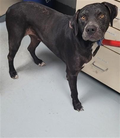 Enlarge ZENNA, a Adoptable mixed breed in Saint Cloud, FL image 1/1