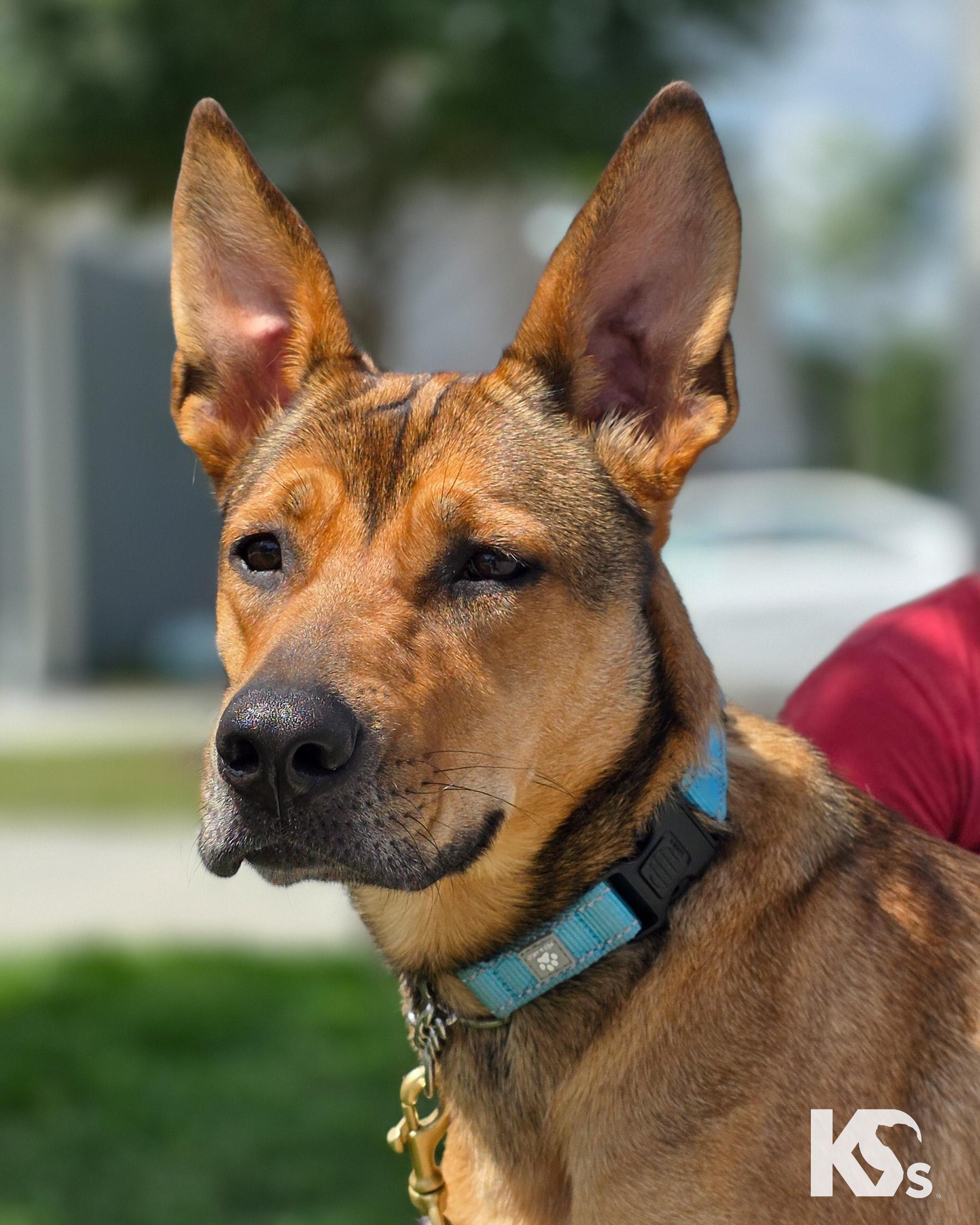 Puma, a Adoptable mixed breed in Ponte Vedra, FL image 1/6