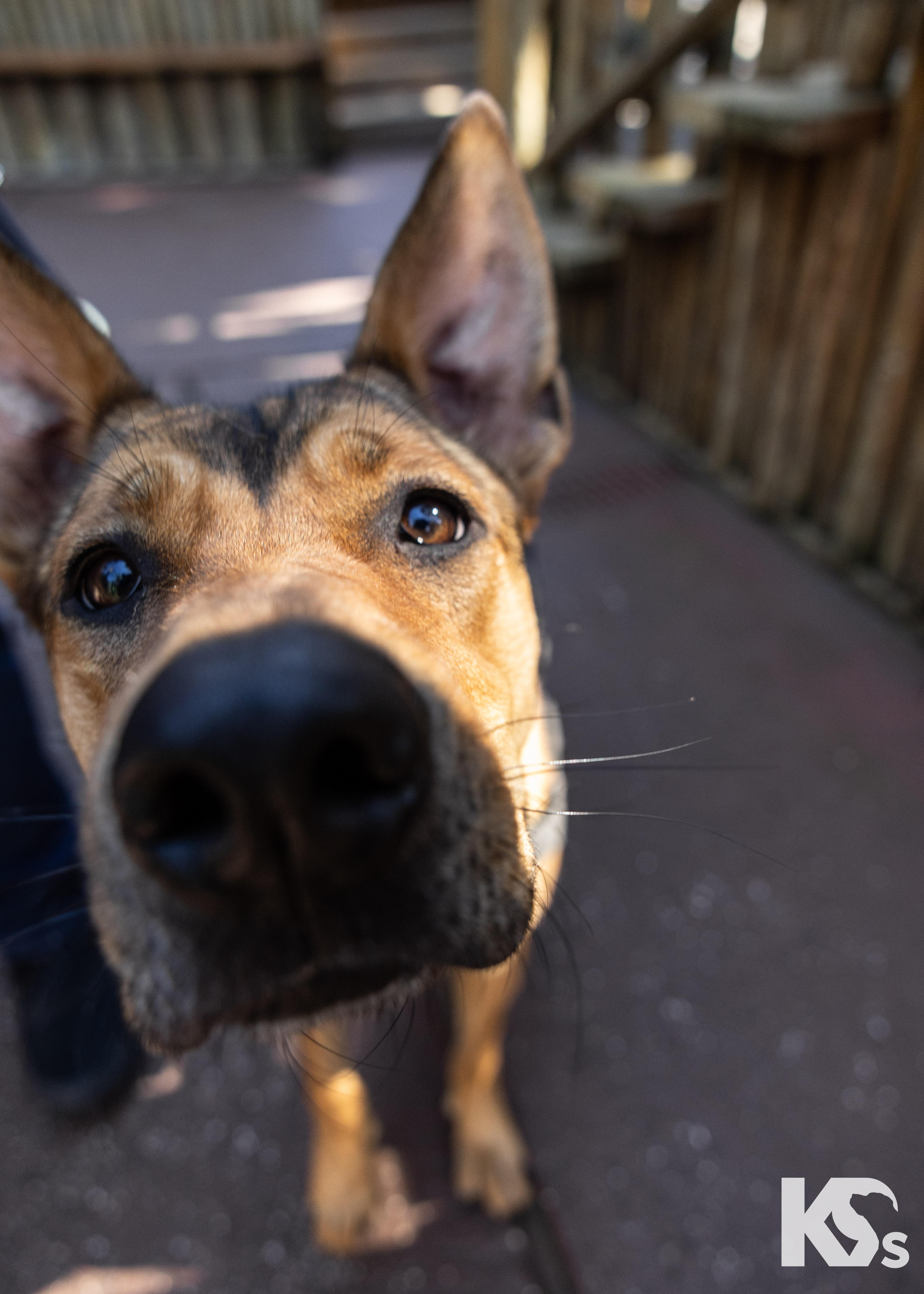 Puma, a Adoptable mixed breed in Ponte Vedra, FL image 4/6