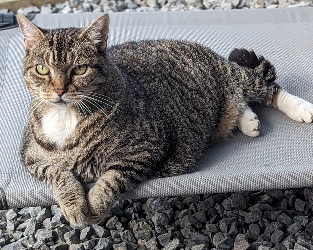 Sadie, Senior Female Domestic Short Hair