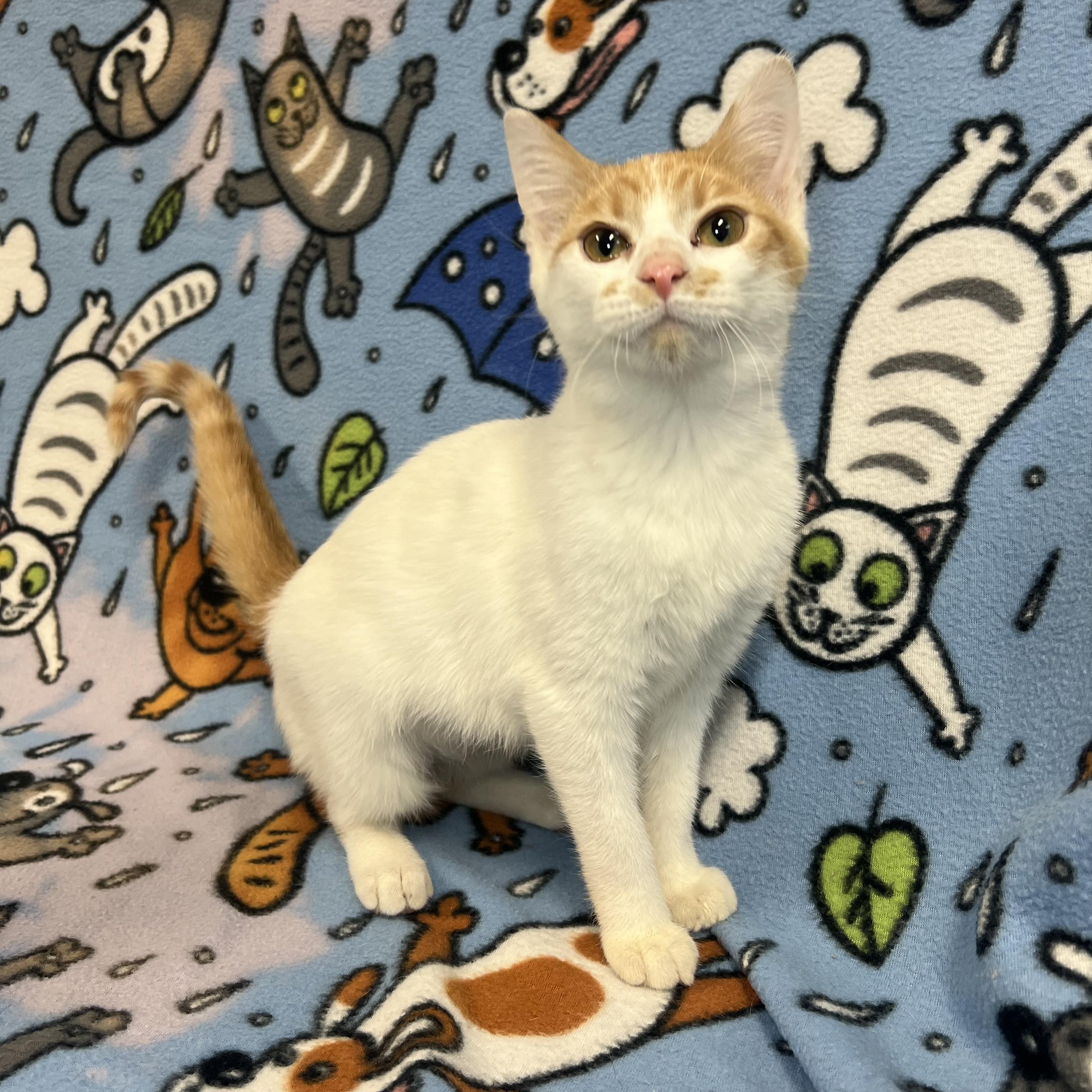 Penolope, adopted, Kitten Female Domestic Short Hair.