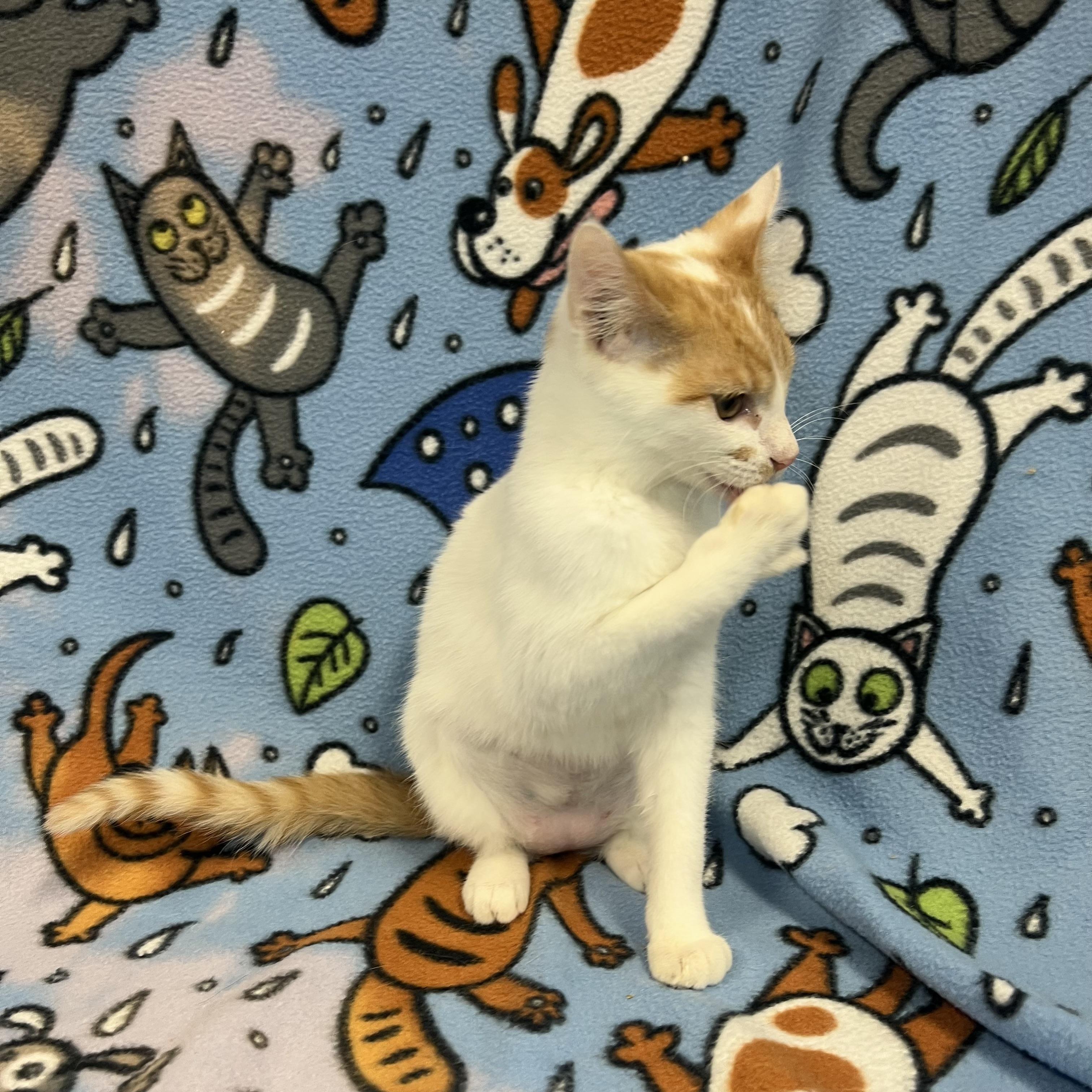 Enlarge Penolope, an adopted Domestic Short Hair in Fairmont, MN image 4/6