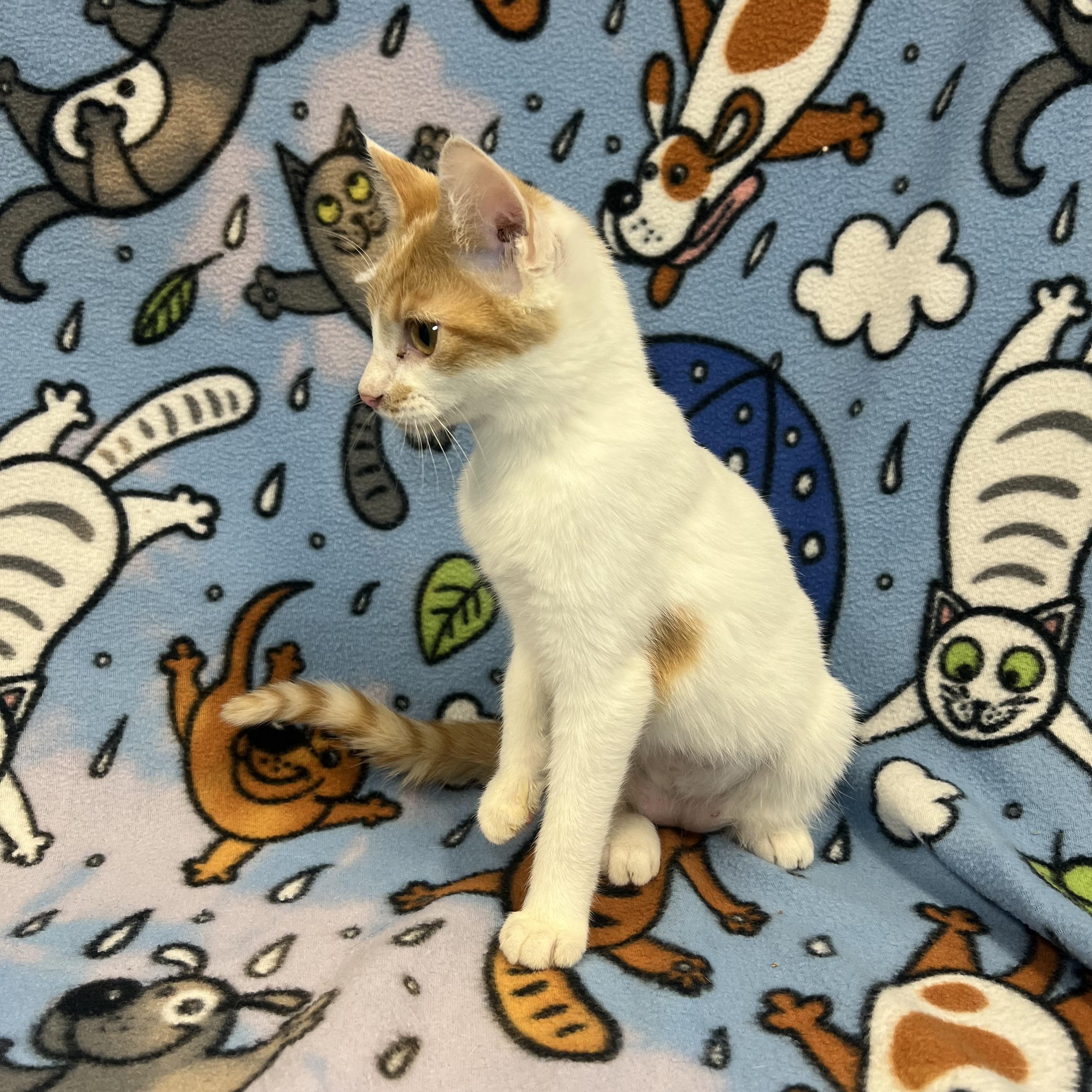 Enlarge Penolope, an adopted Domestic Short Hair in Fairmont, MN image 6/6