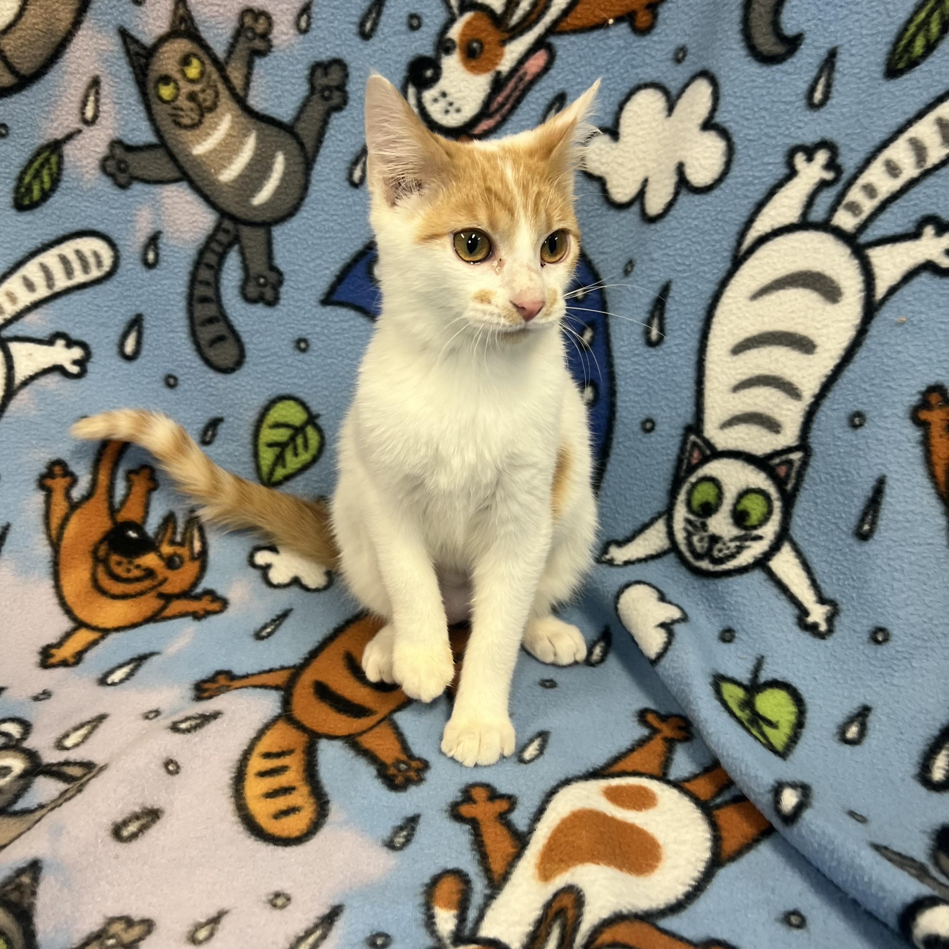 Enlarge Penolope, an adopted Domestic Short Hair in Fairmont, MN image 3/6