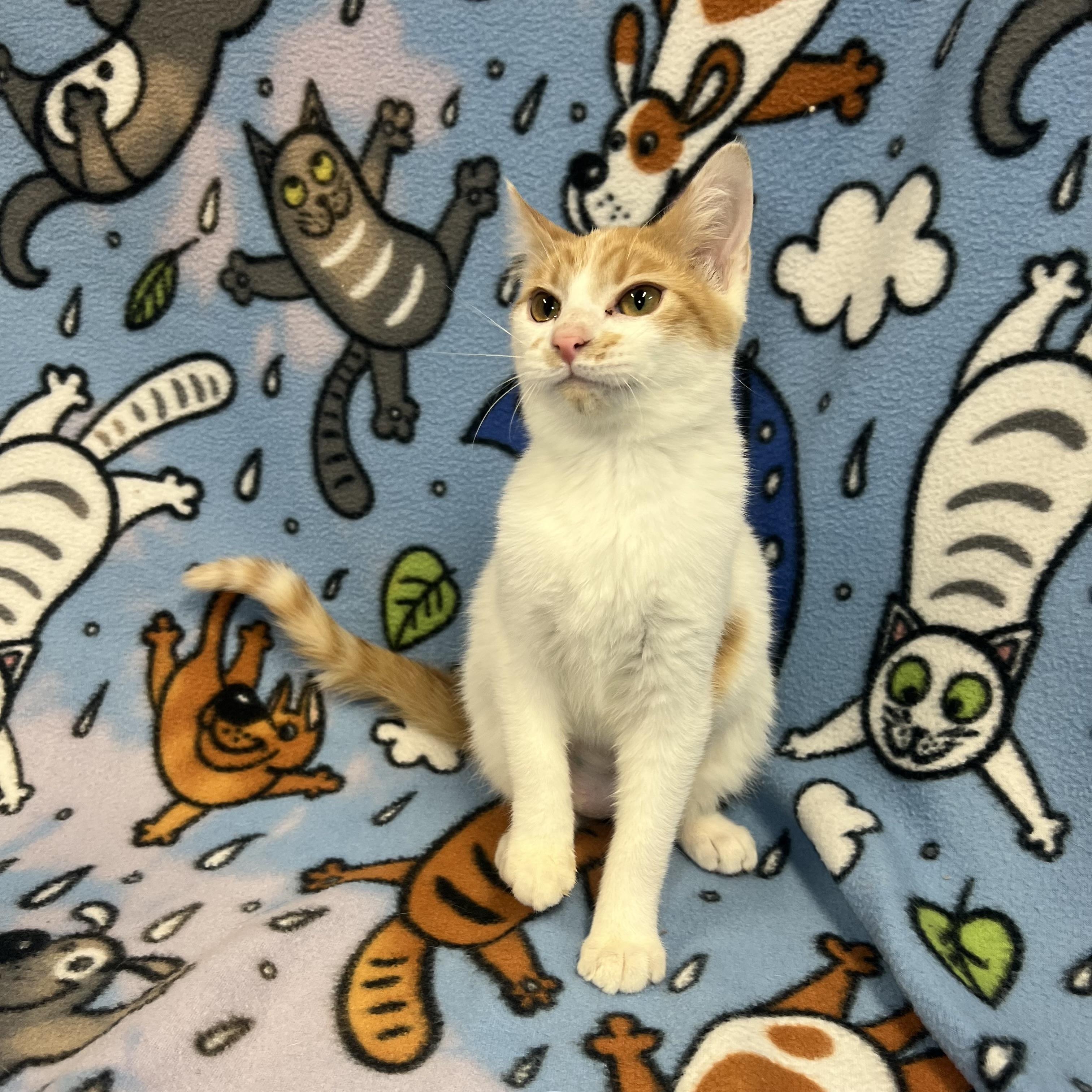 Enlarge Penolope, an adopted Domestic Short Hair in Fairmont, MN image 5/6