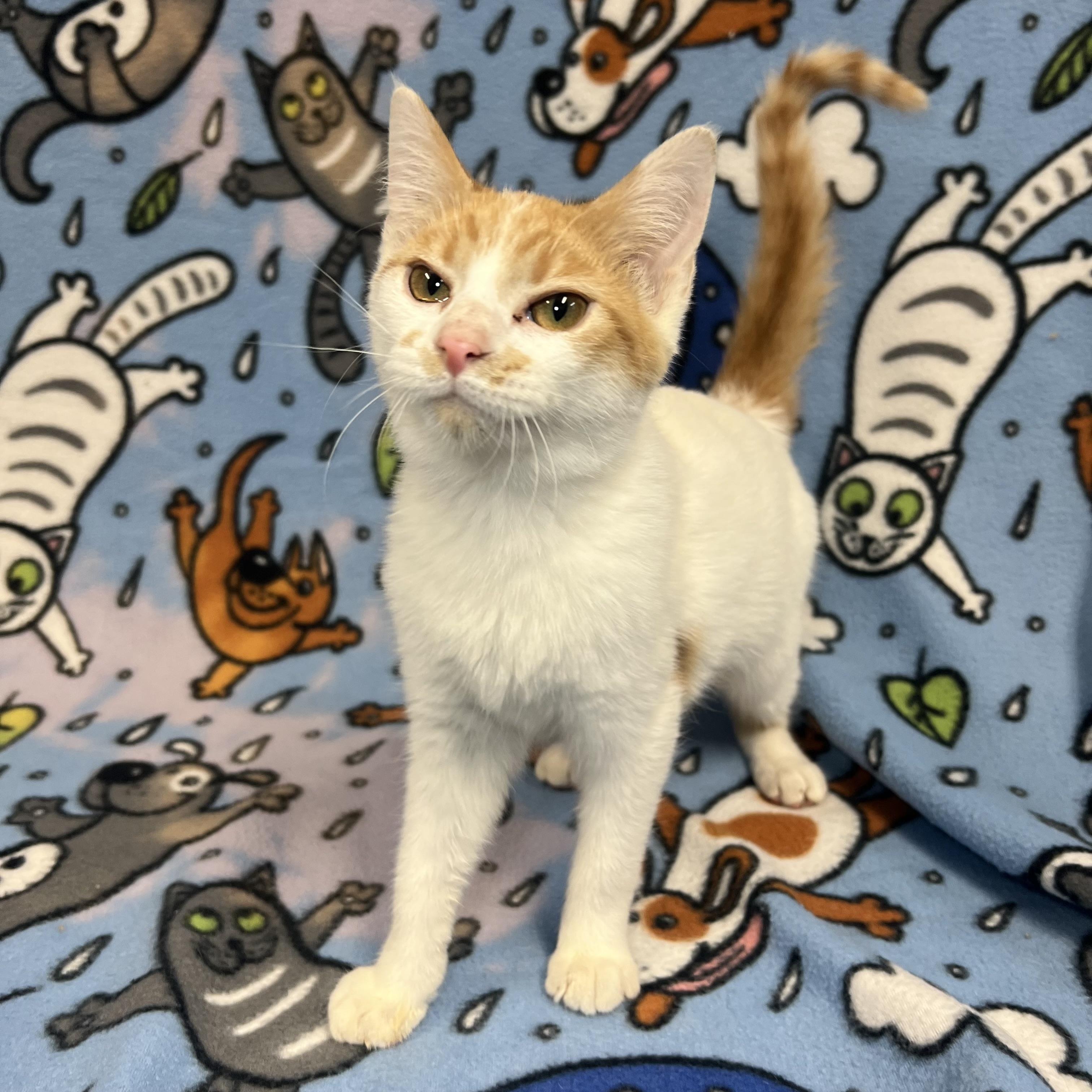 Enlarge Penolope, an adopted Domestic Short Hair in Fairmont, MN image 2/6