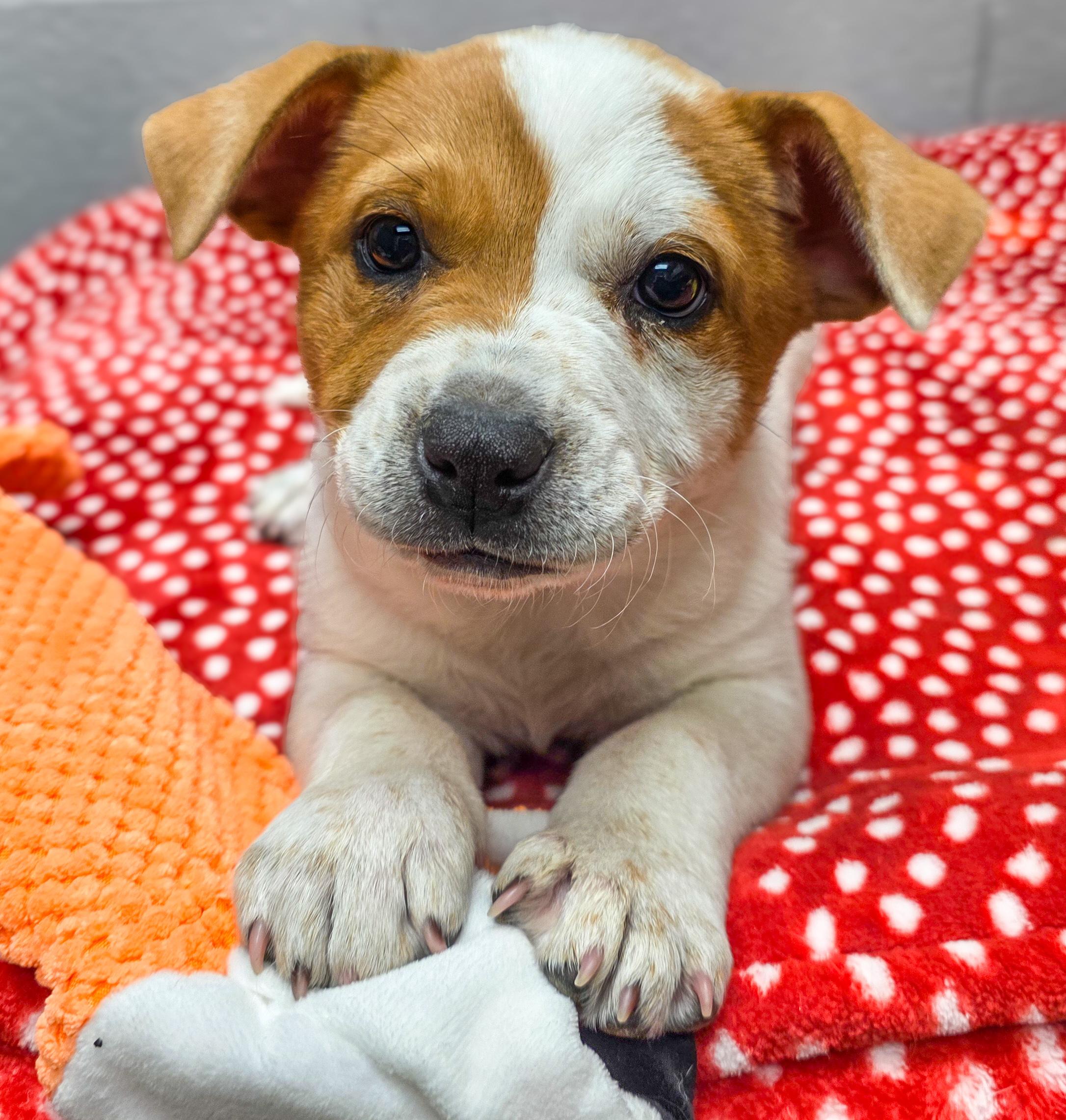 Enlarge Spot, an adopted Australian Cattle Dog / Blue Heeler in Bellingham, WA image 3/4