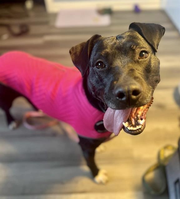 ACOMA, Adoptable, Adult Female American Staffordshire Terrier & Mixed Breed.