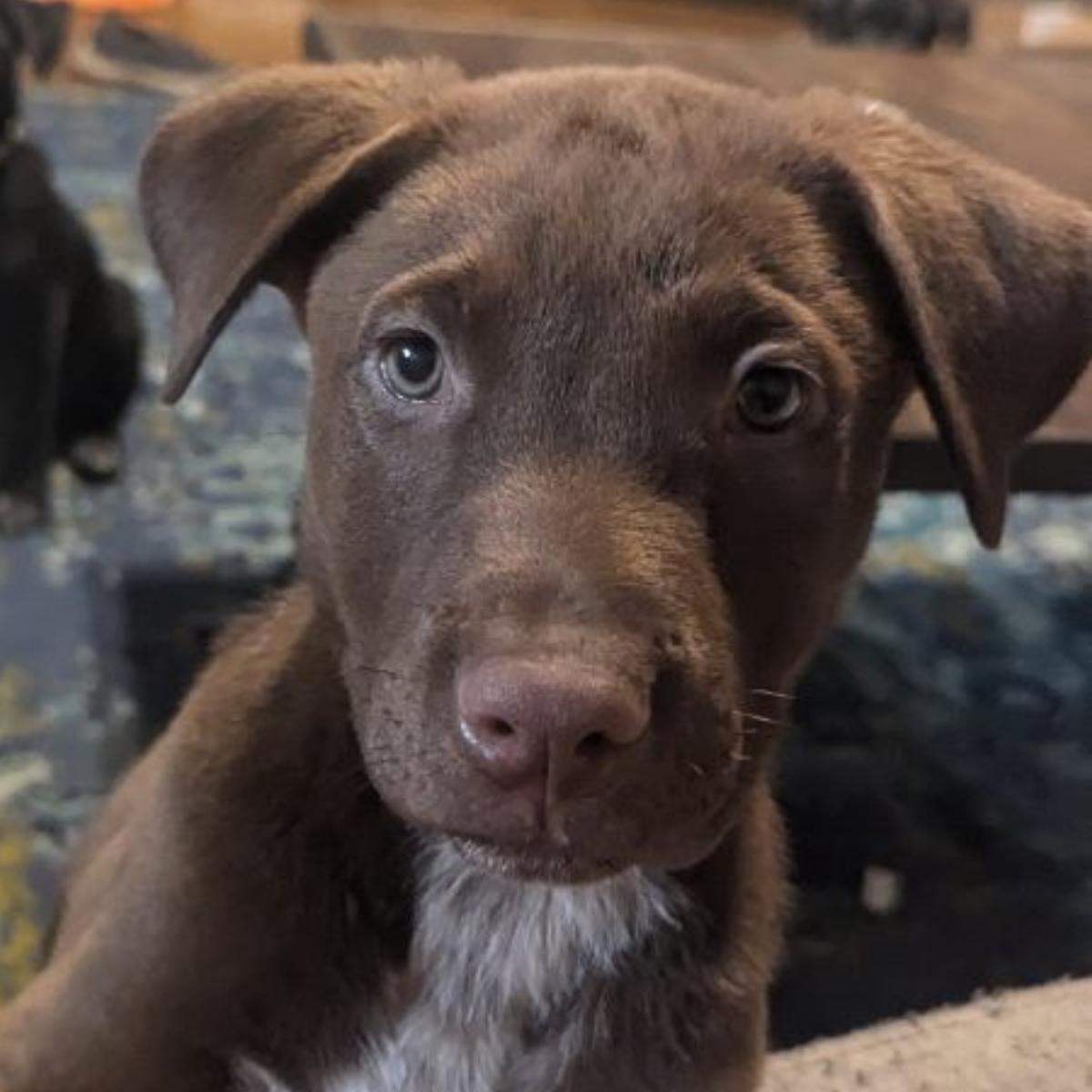 Buster, Adopted, Puppy Male Labrador Retriever.